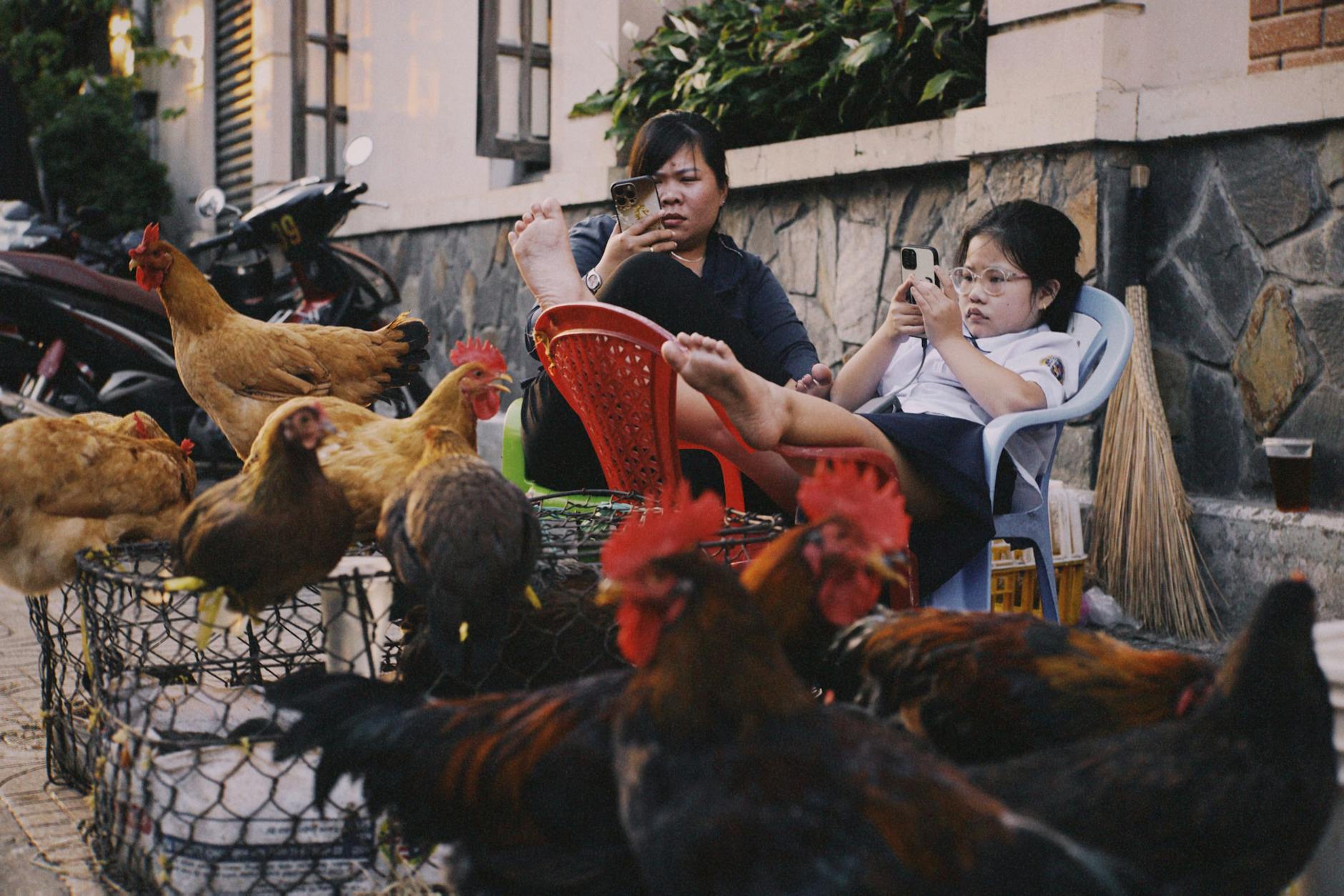 A candid street scene in Vietnam showing two people interacting with technology surrounded by chickens.