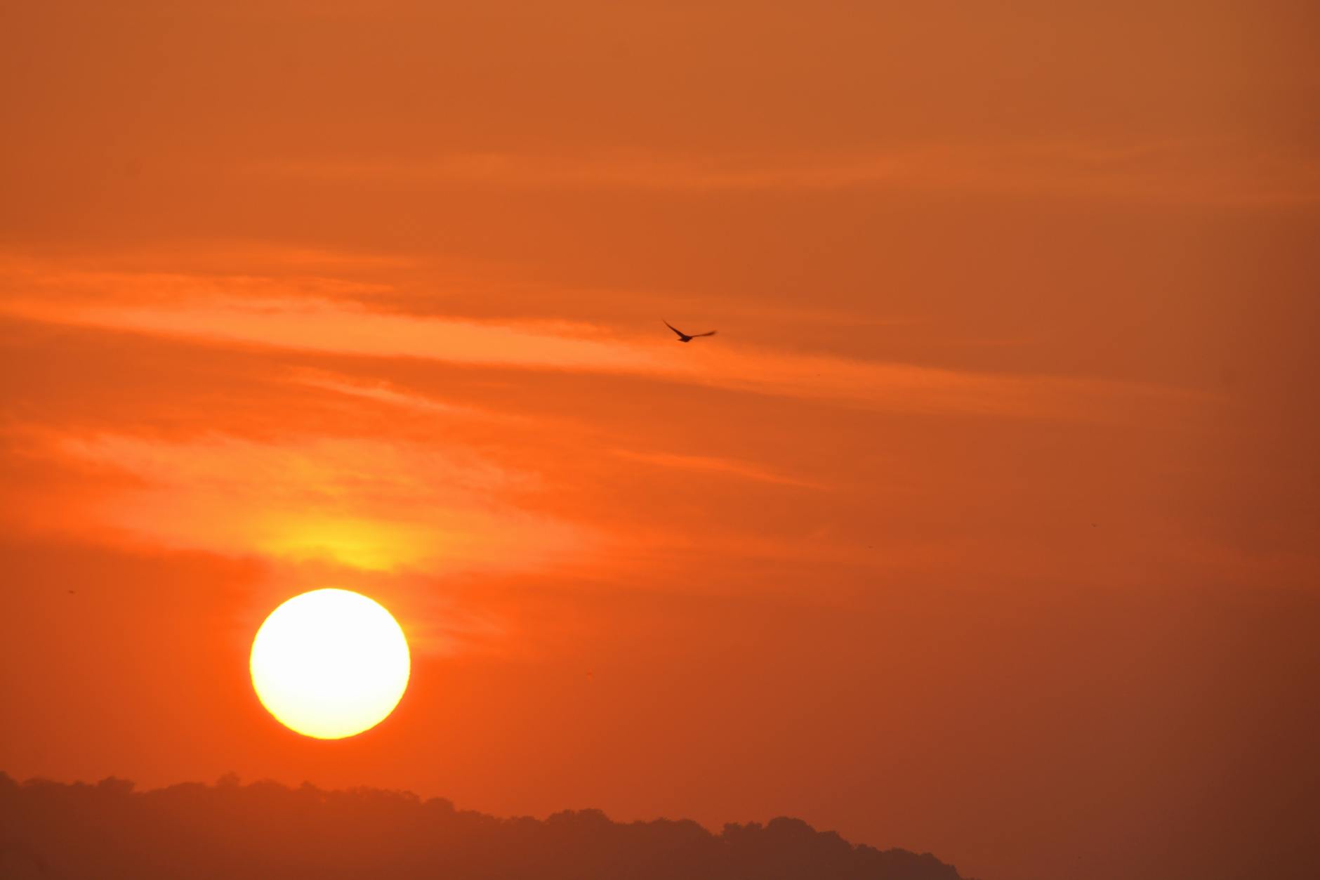Stunning sunrise view with silhouette of a bird flying, captured in Mumbai's scenic sky.