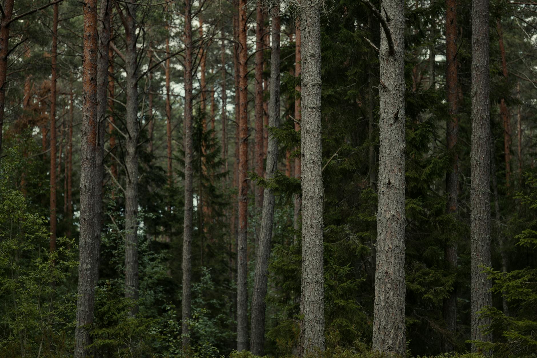 Lush forest with tall pine and spruce trees creating a serene natural backdrop.