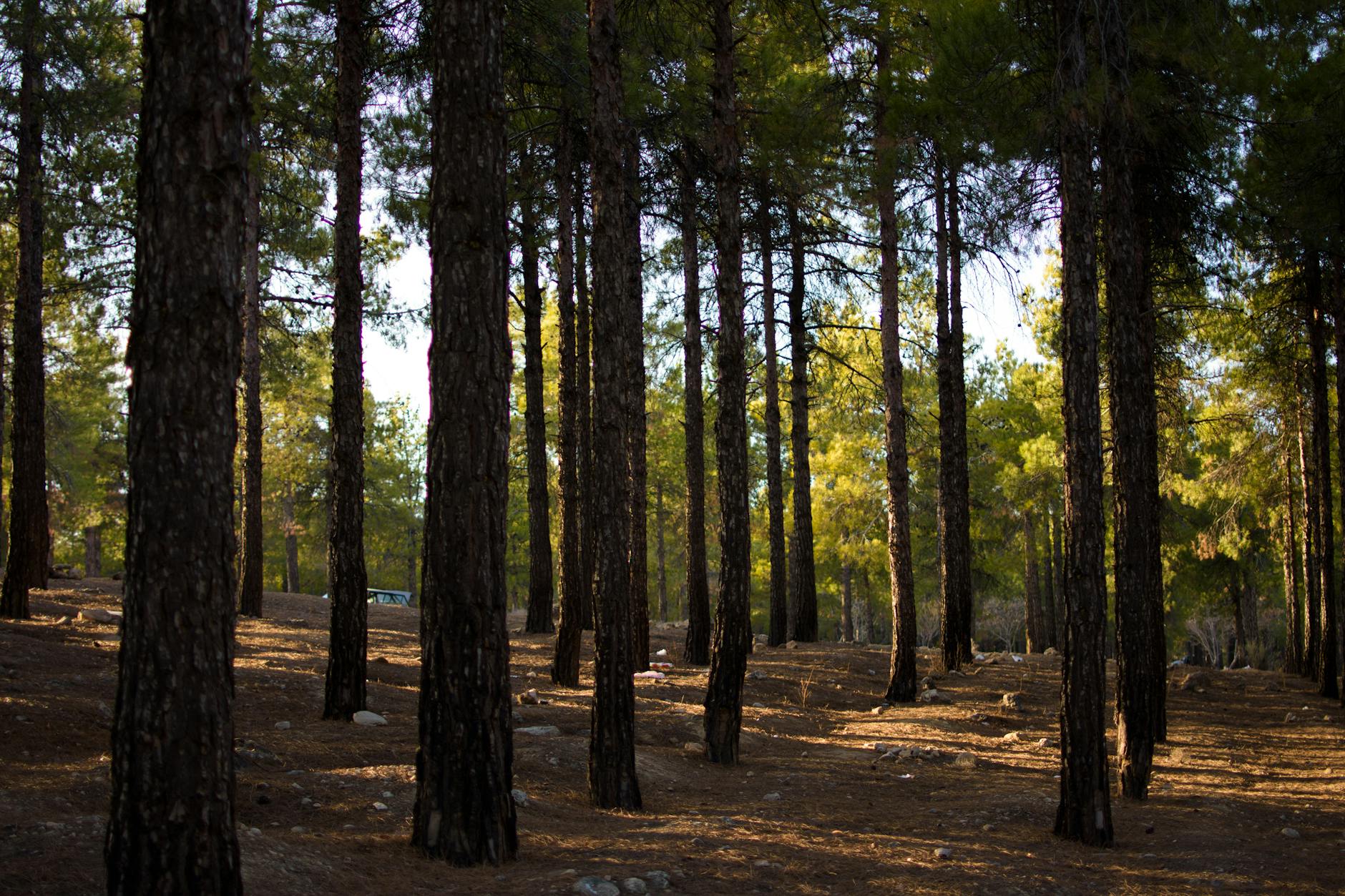 Peaceful forest landscape with tall trees and sunlight streaming through, creating a tranquil atmosphere.