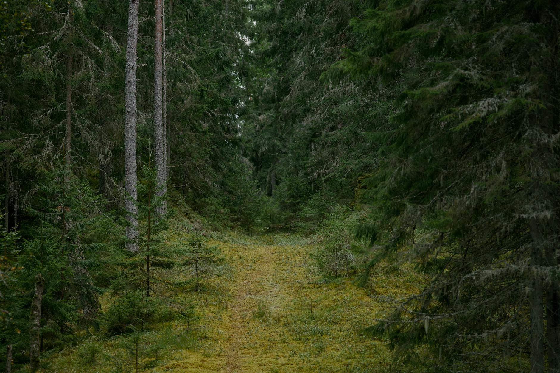 A tranquil pathway through a dense boreal forest showcasing lush greenery and tall trees.