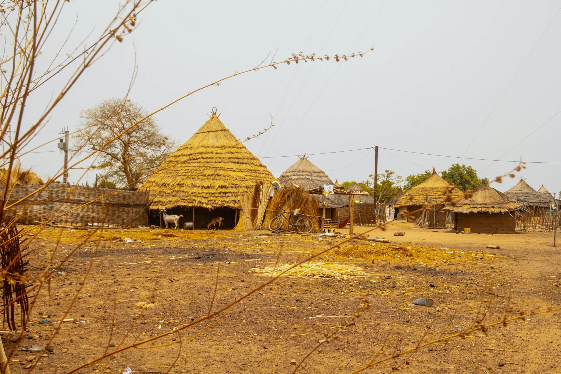 Explore traditional nipa huts in a rural Senegal village, showcasing a serene countryside setting.