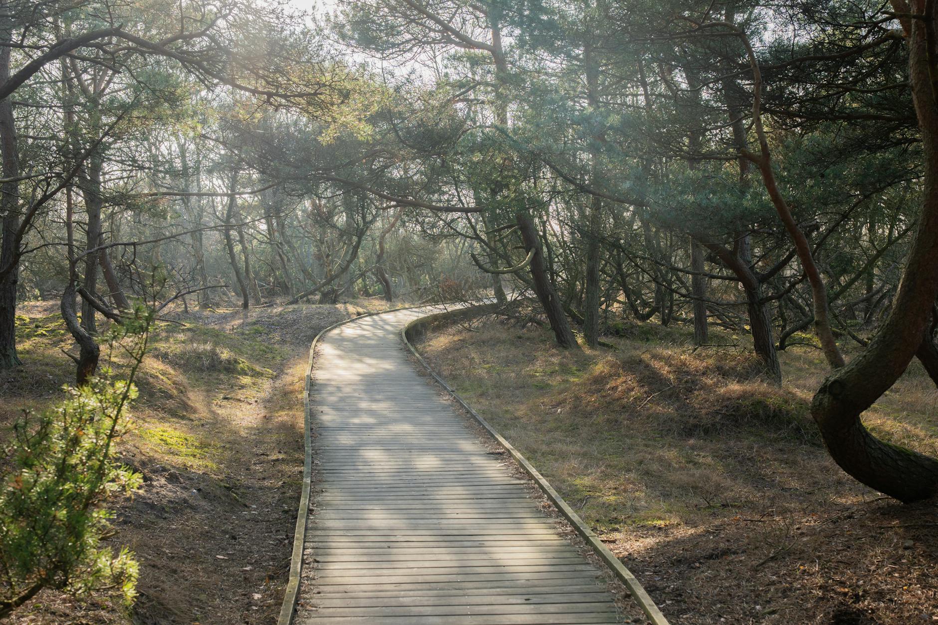 Đi bộ trong rừng: Tìm lại bình yên giữa cuộc sống hối hả