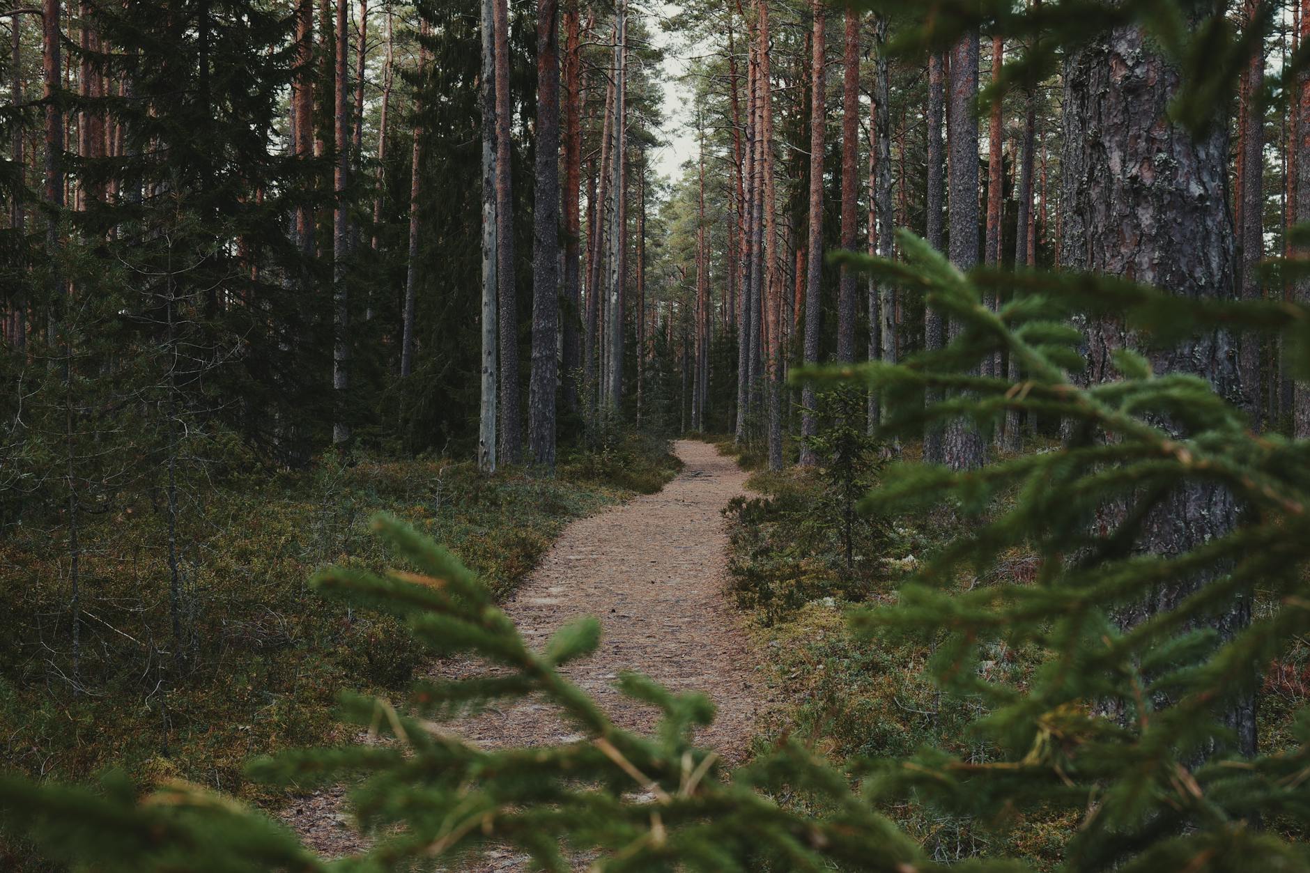 A serene forest path surrounded by tall trees, perfect for nature walks and peaceful exploration.