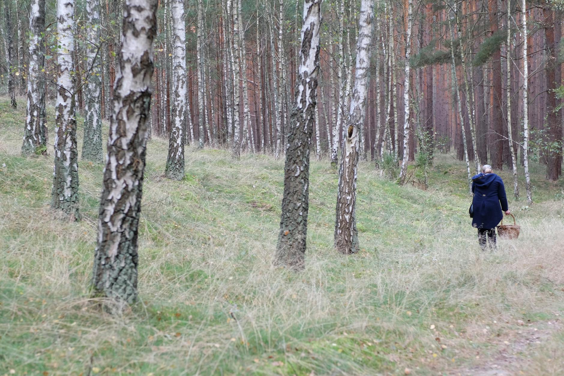 A person walking through a tranquil birch forest carrying a basket.
