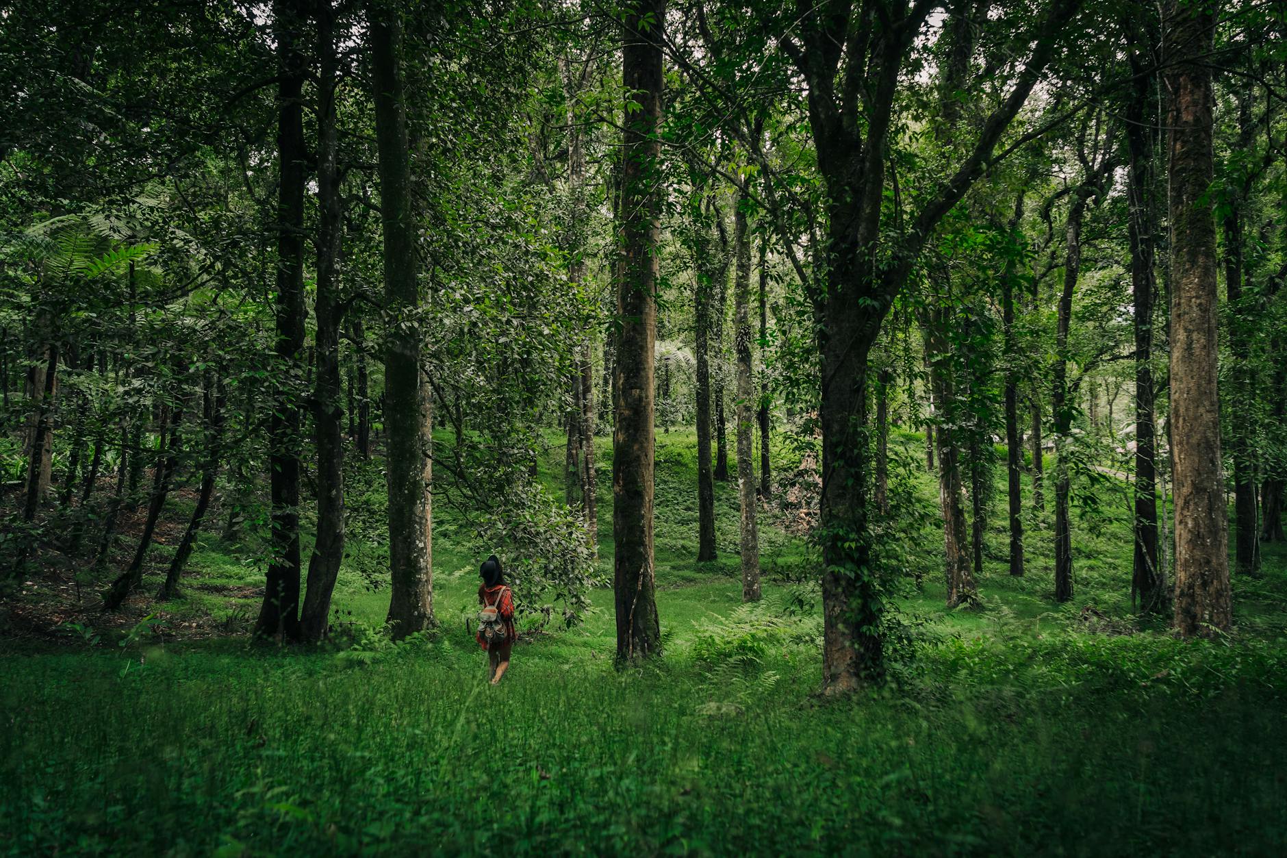 A person walks through a tranquil forest with tall trees and lush greenery, creating a serene nature scene.