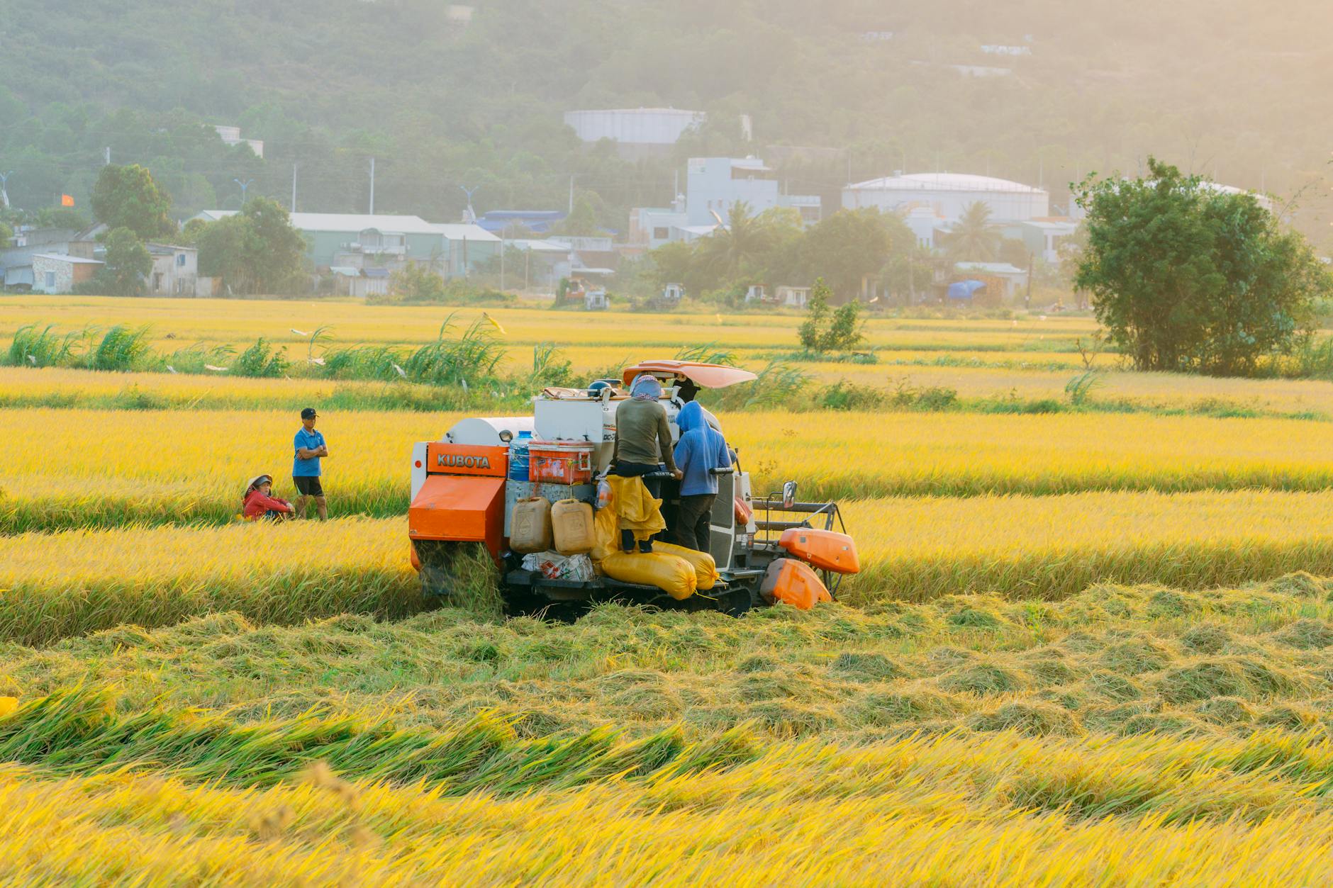 Farmers harvesting rice with machinery in Quy Nhơn, vibrant yellow fields, sunny day.