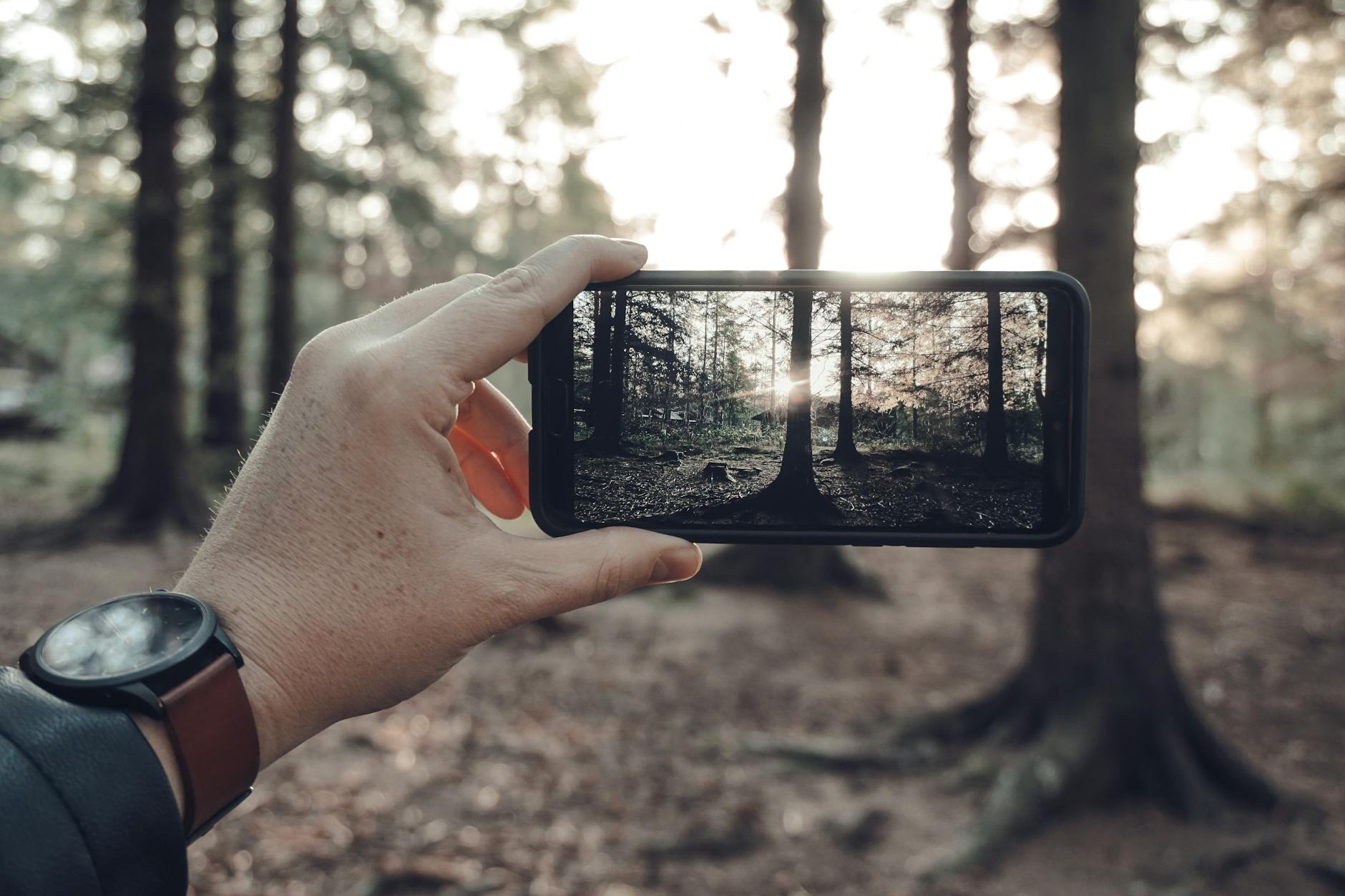 Hand holding a smartphone capturing a forest scene during sunrise, showcasing nature photography.
