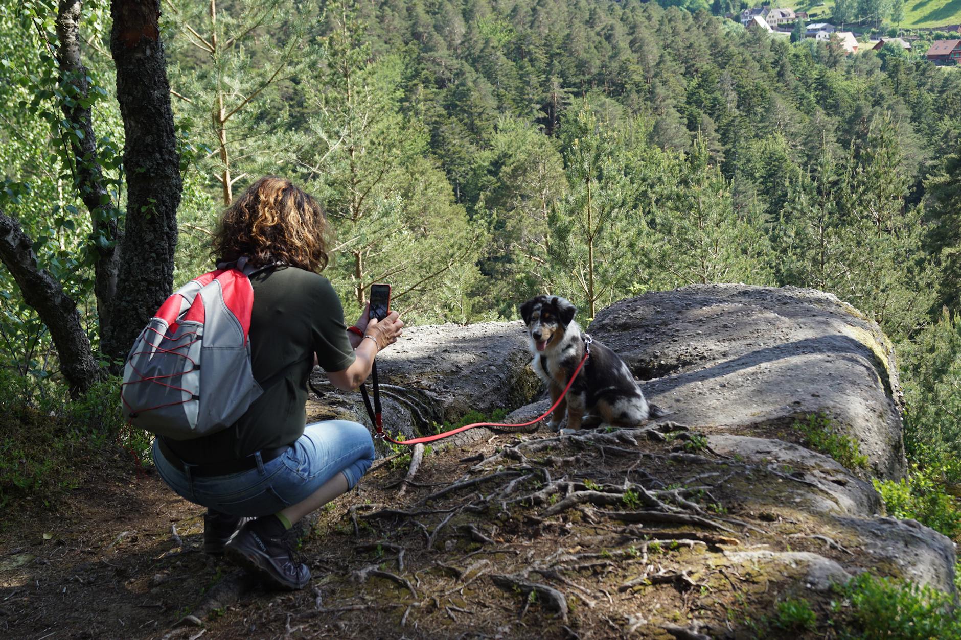 A woman takes a photo of her Australian Shepherd on a hiking trail with a scenic forest view.