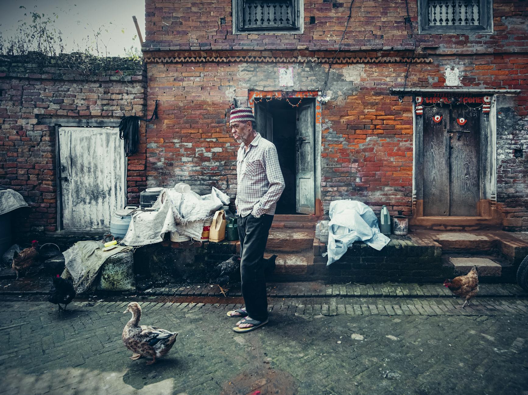 An elderly man strolls past a brick building on a cobblestone street, surrounded by chickens and ducks.