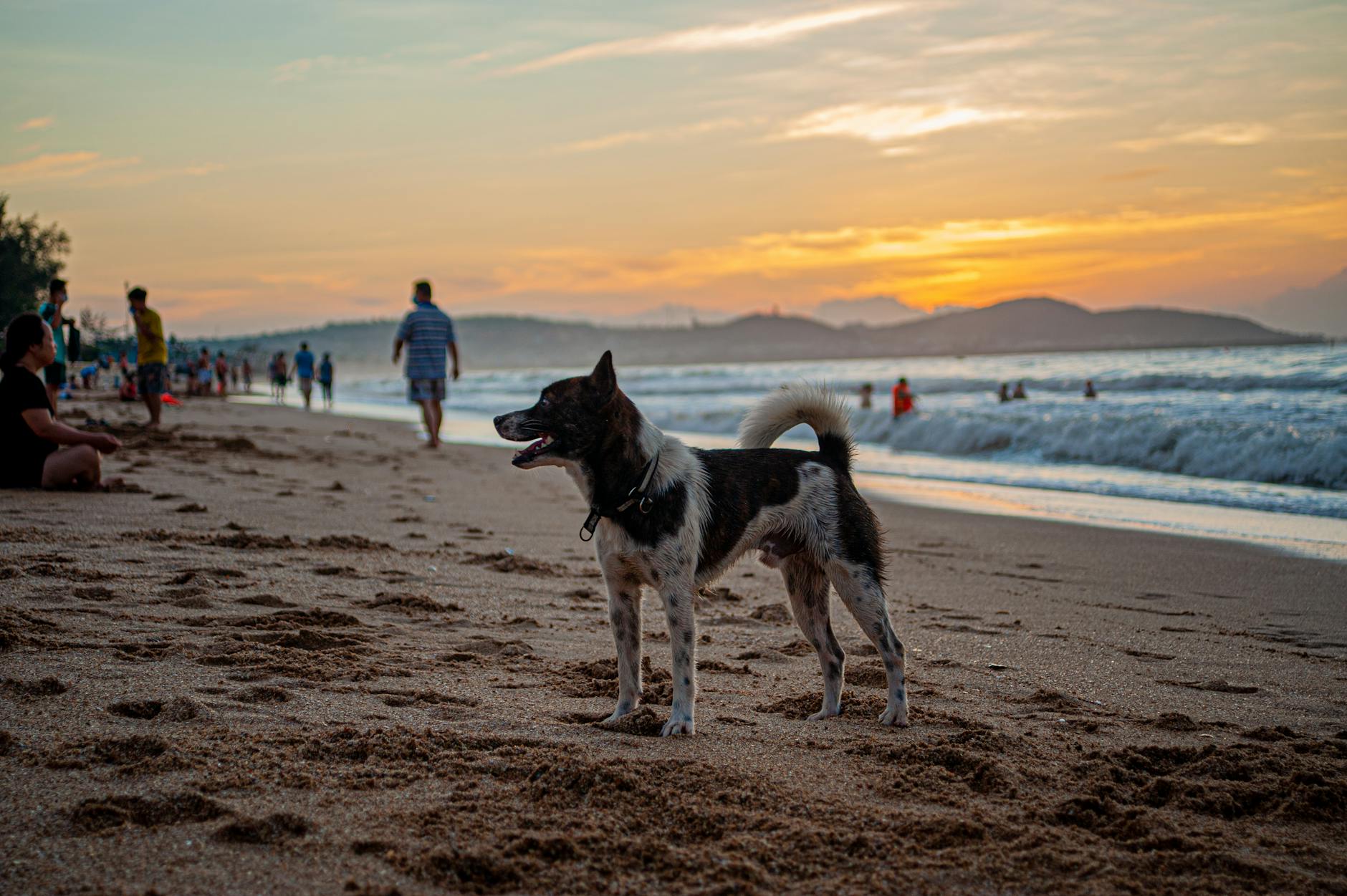 Side view cute energetic Bear dog standing with mouth opened on crowded sandy beach against blurred hills during picturesque sunset