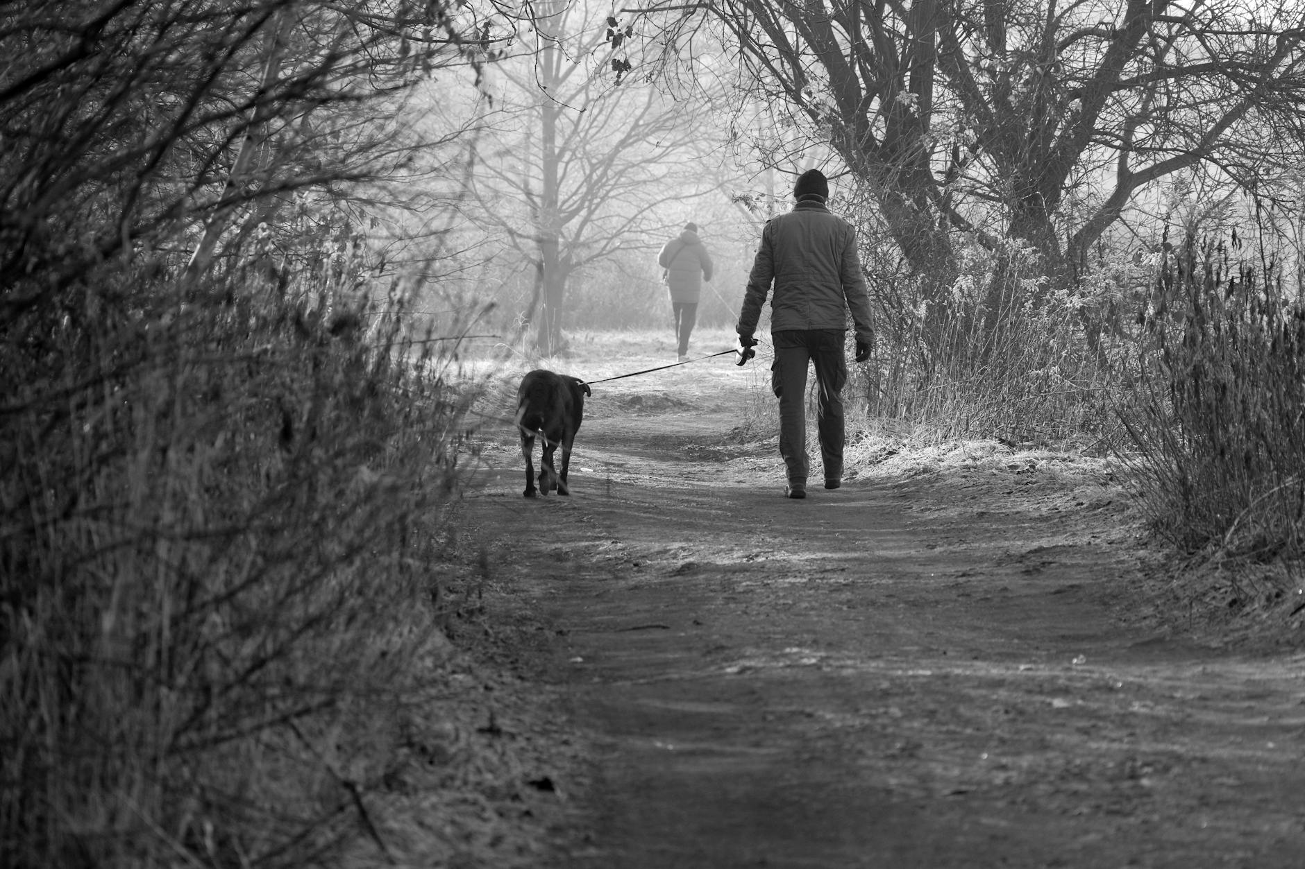 A tranquil black and white scene of people walking dogs on a winter path through a frosty forest.