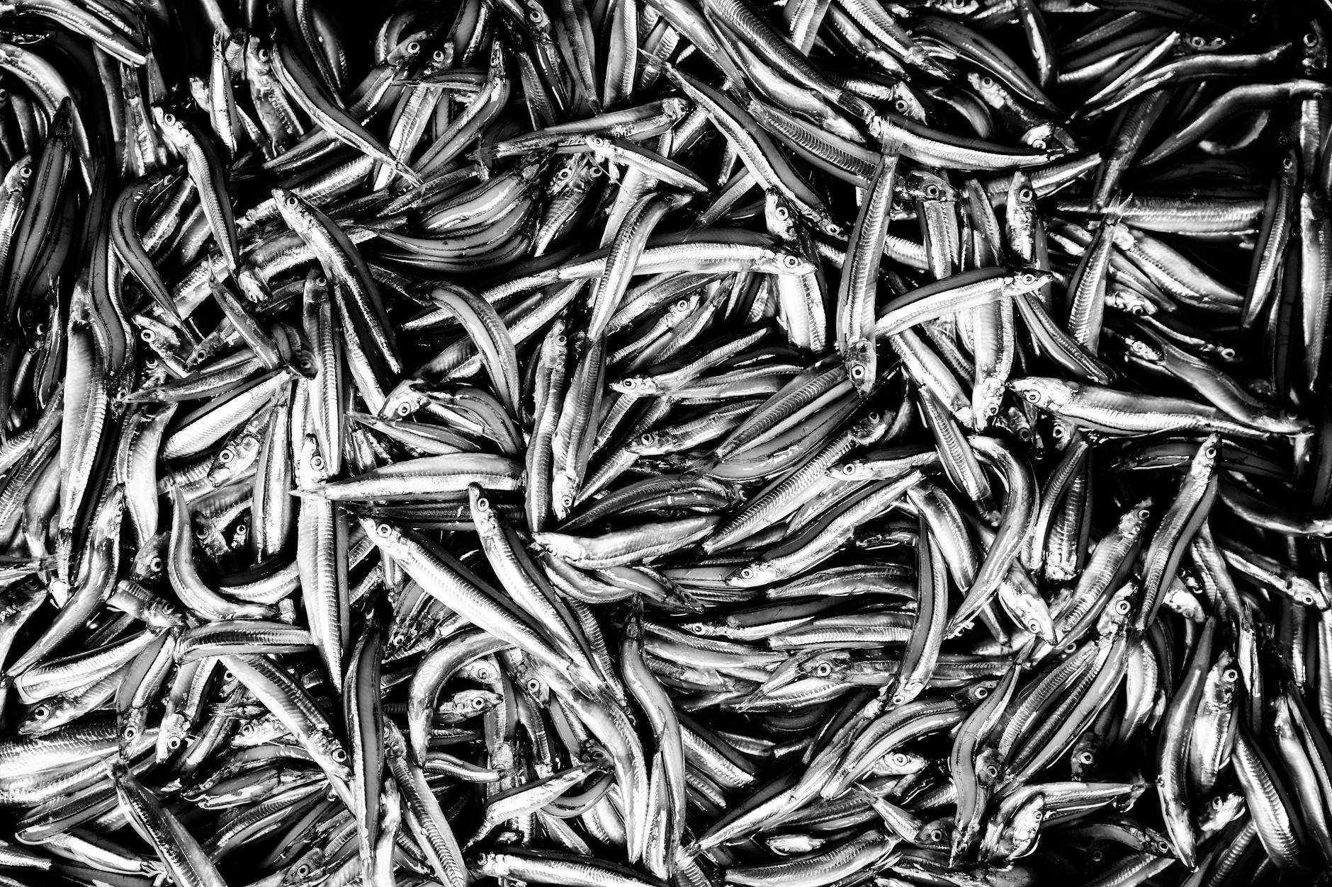 Monochrome image of a heap of anchovies at a market in Ho Chi Minh City.