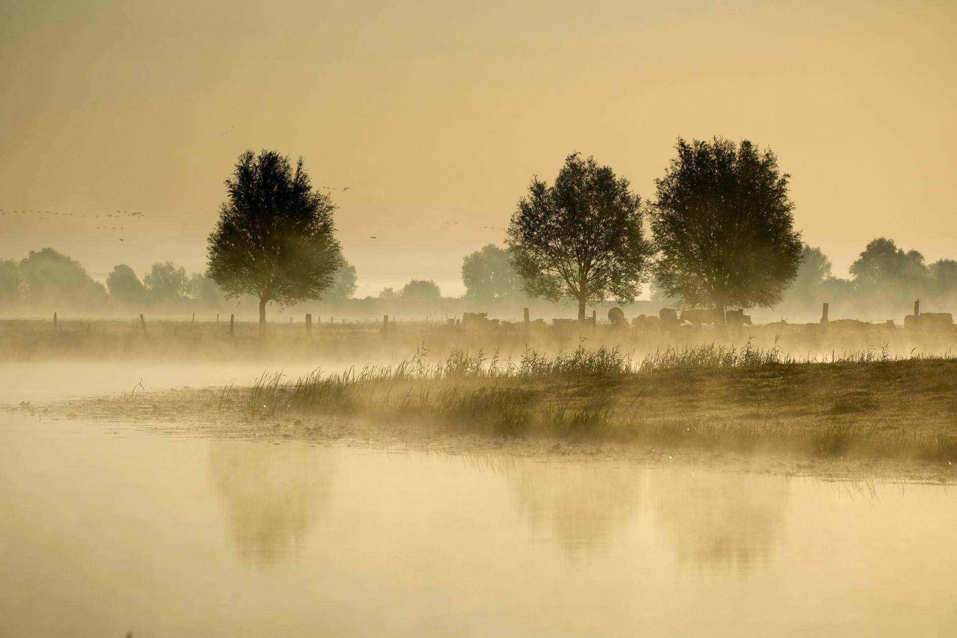 Serene misty morning landscape with trees reflecting in a calm pond.
