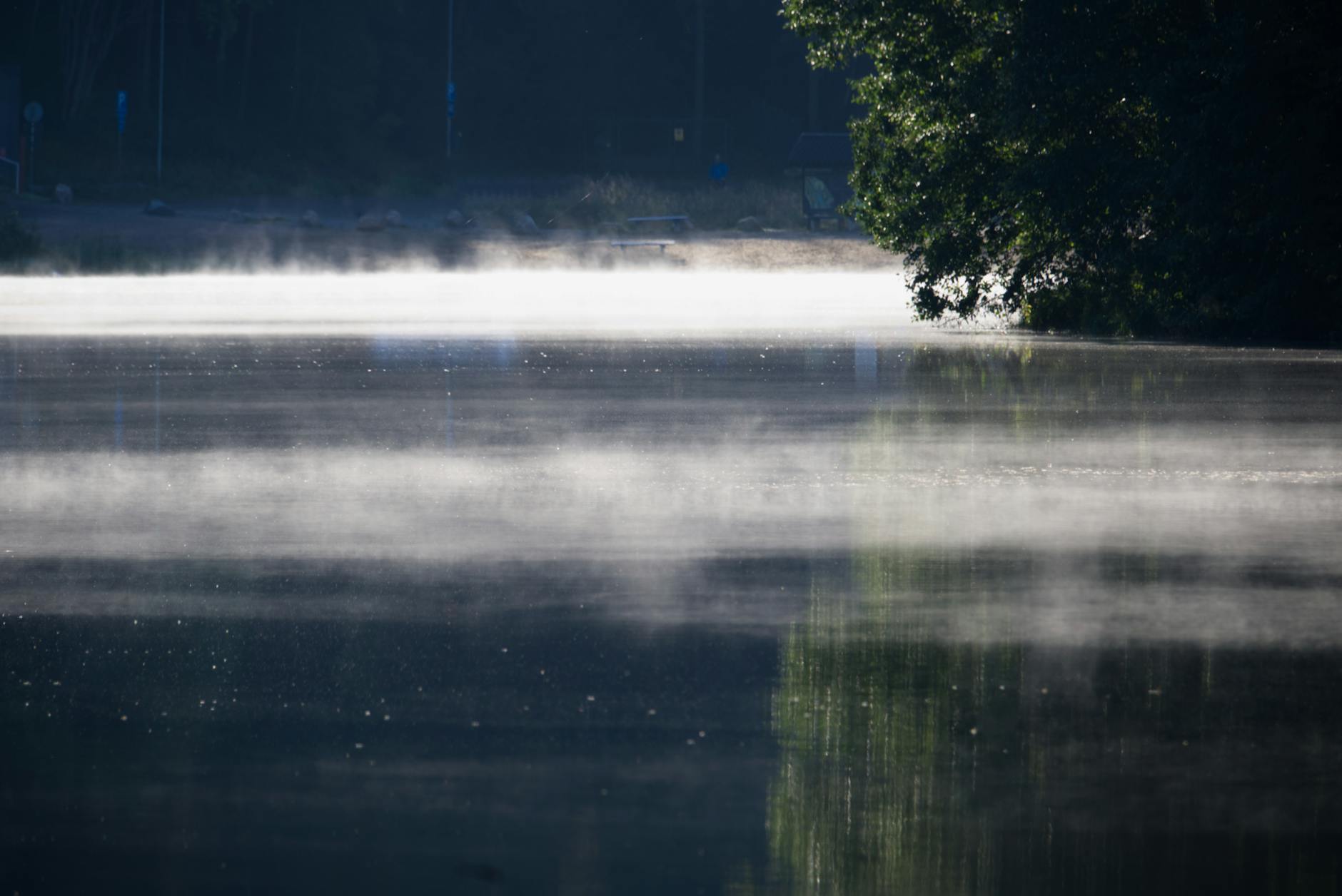 Tranquil mist over a calm body of water surrounded by trees at dawn.