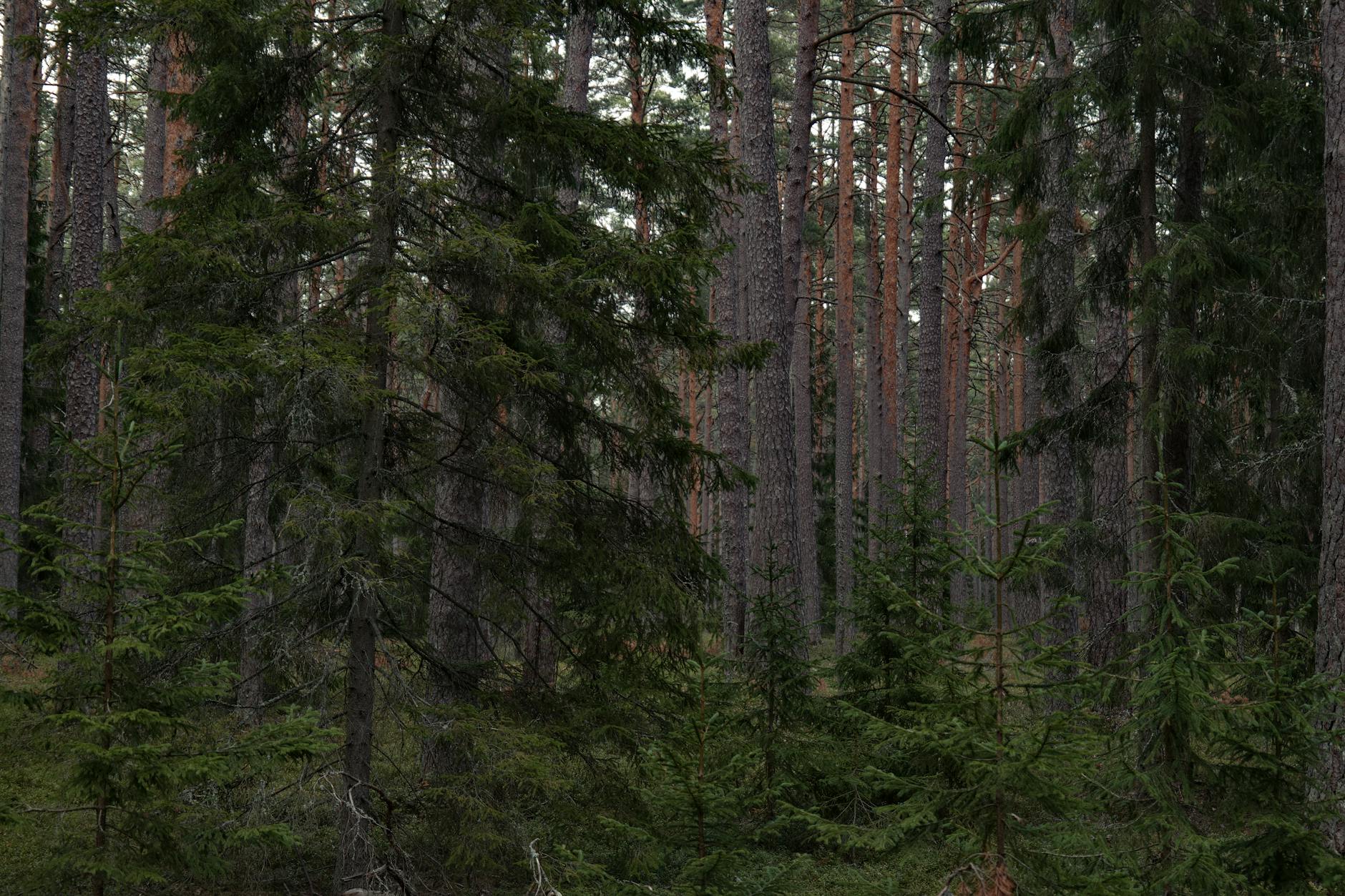 Explore the tranquility of a dense coniferous forest with towering trees and lush greenery.