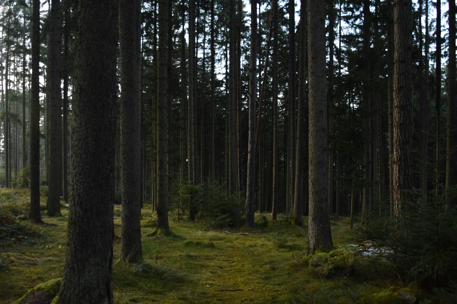 A peaceful view of a dense forest with tall trees and green moss covering the ground.