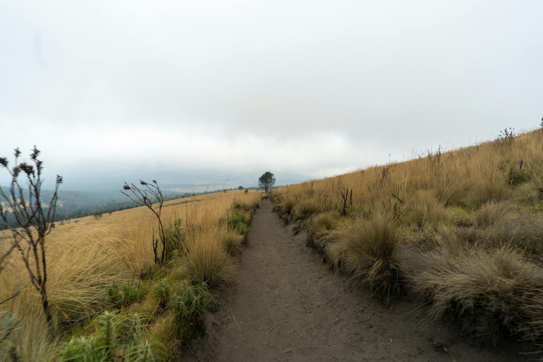 Wide view of a serene path through dry grasses in Puebla, Mexico, under a cloudy sky.