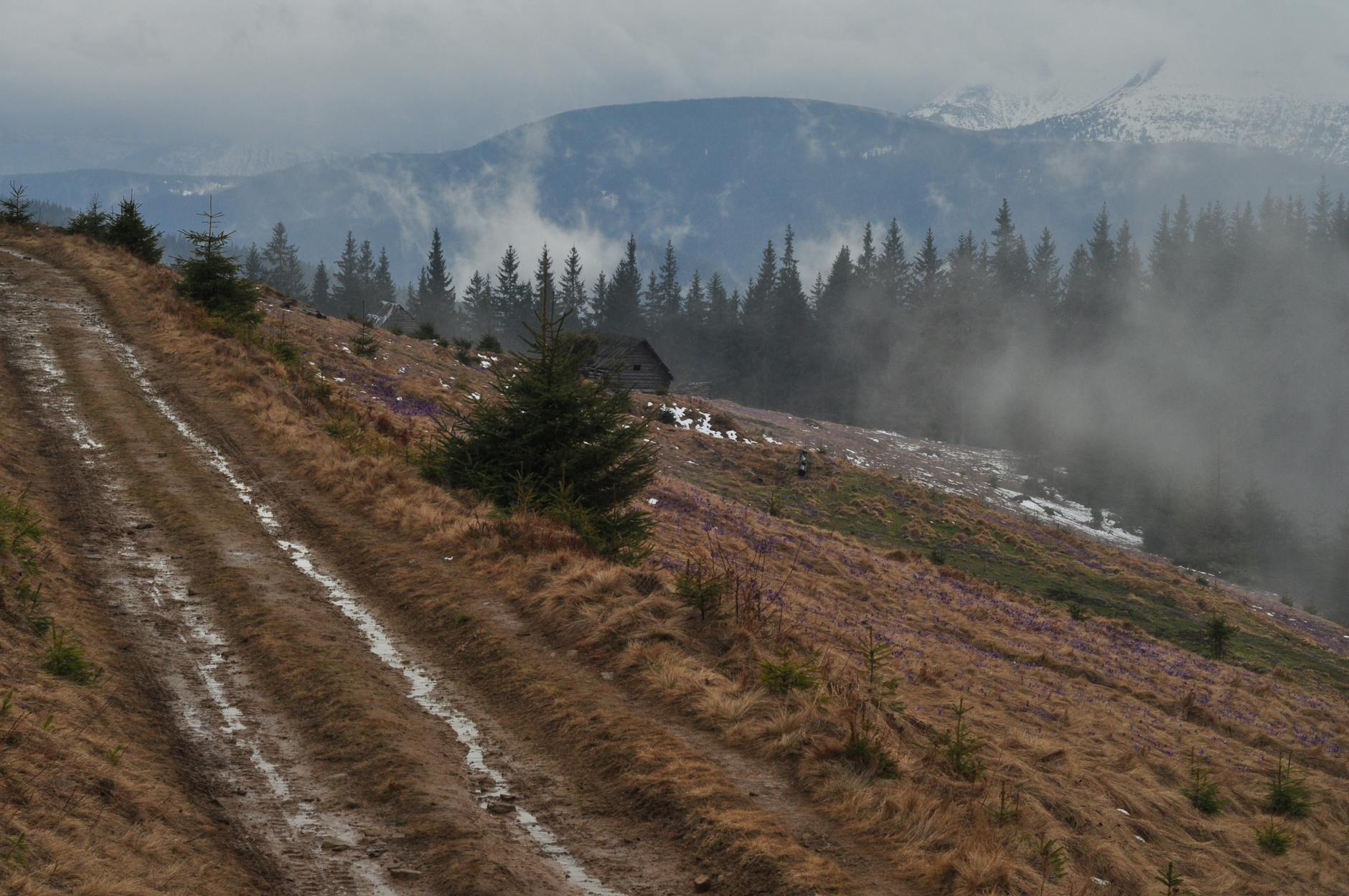 Serene mountain landscape with mist, pine trees, and a rustic trail.