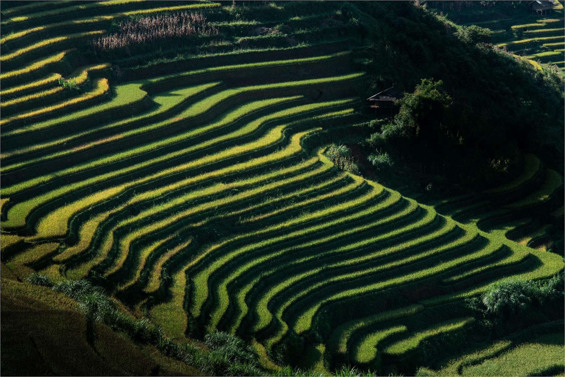 Aerial view of lush green terraced rice fields in Yên Bái, Vietnam, during golden hour.