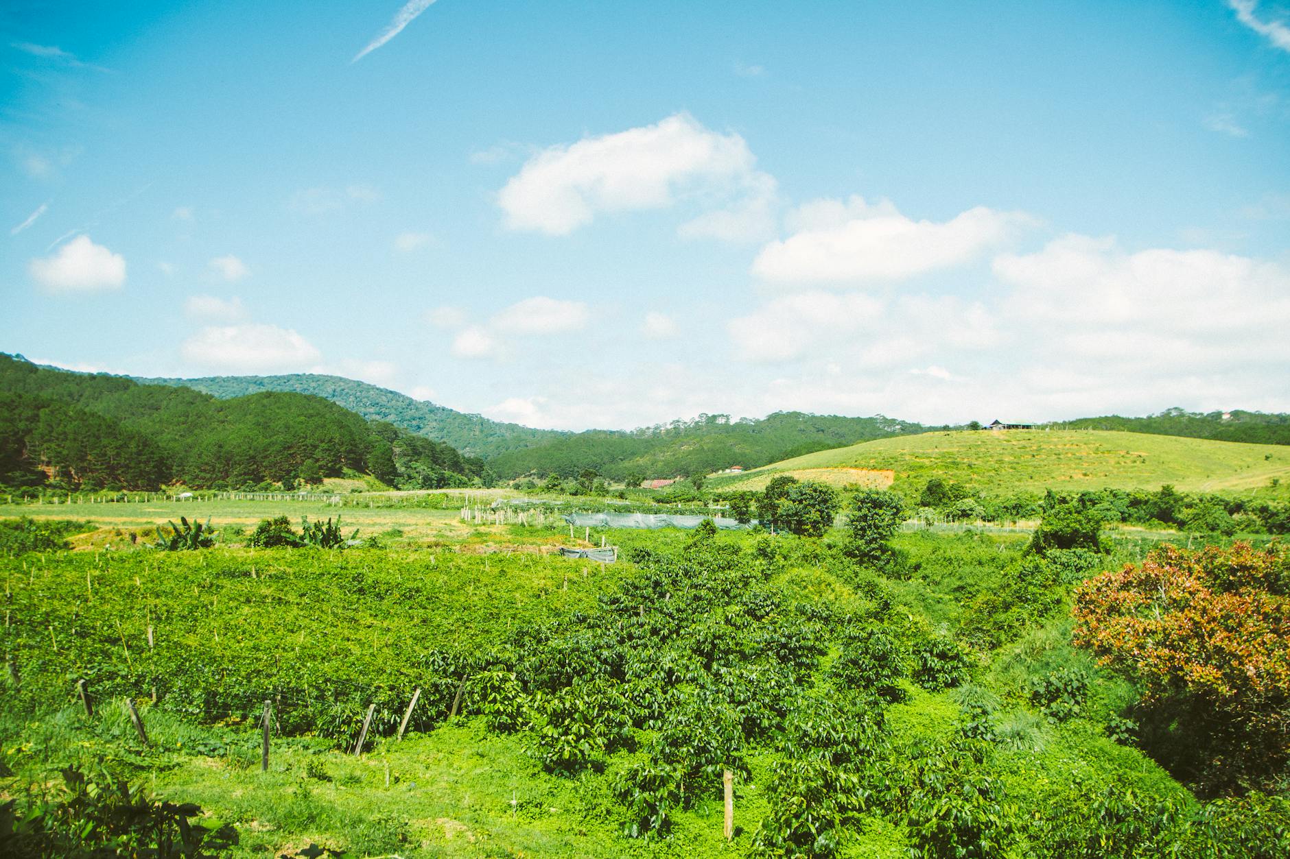 Explore the vibrant and lush greenery of Lâm Đồng, Việt Nam, in this scenic outdoor landscape.