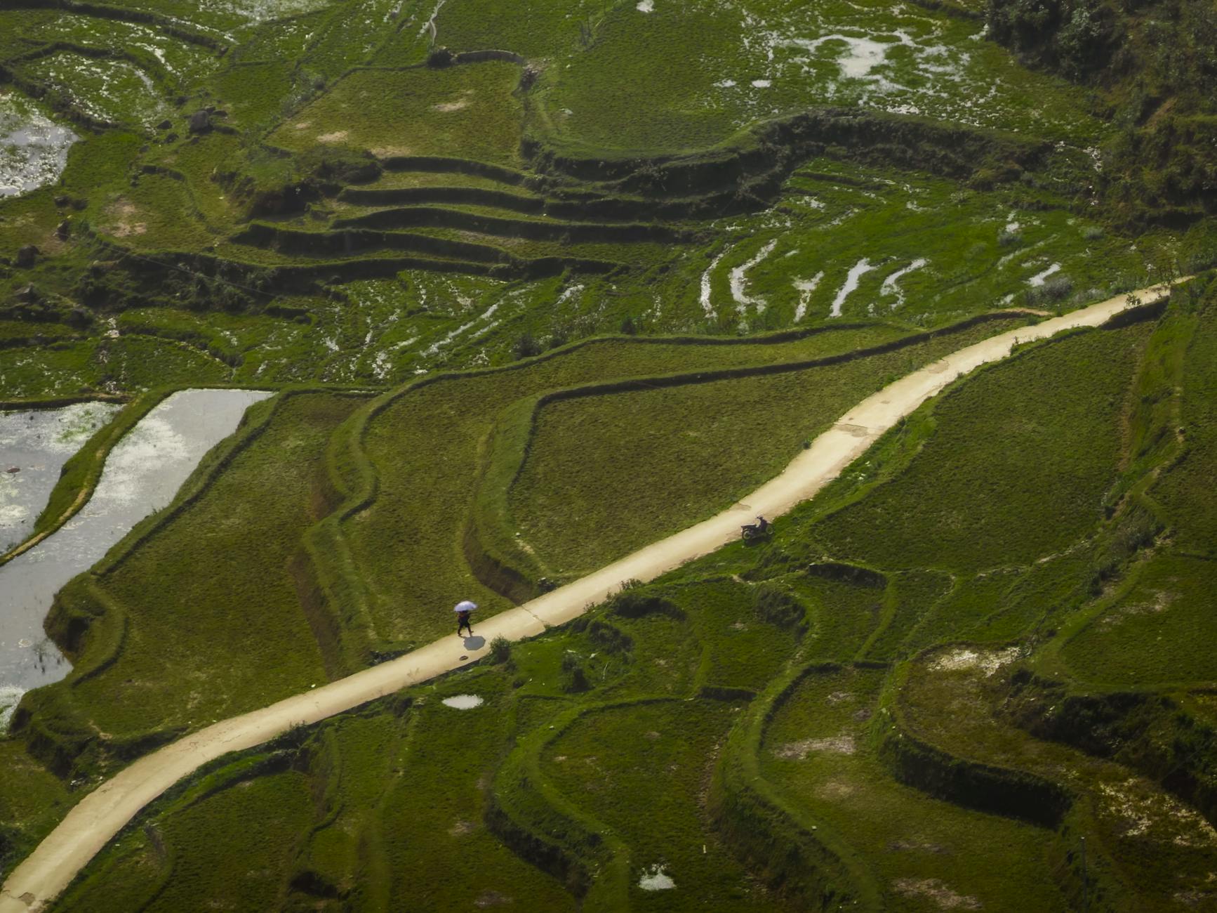 A breathtaking aerial view of lush rice terraces with a lone path winding through them, in rural Vietnam.