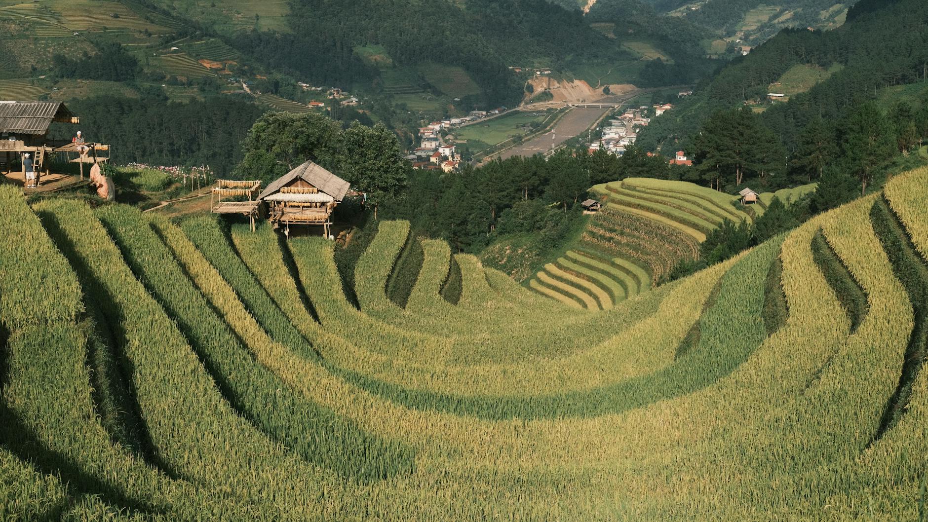 Beautiful terraced rice fields under a clear sky with mountain background, showcasing sustainable farming.