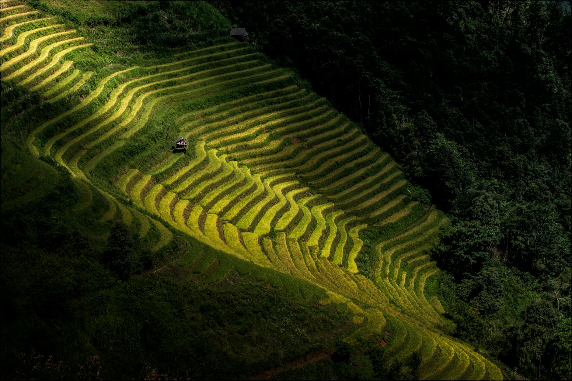 A breathtaking view of terraced rice fields in Yên Bái, Vietnam, showcasing lush greenery.