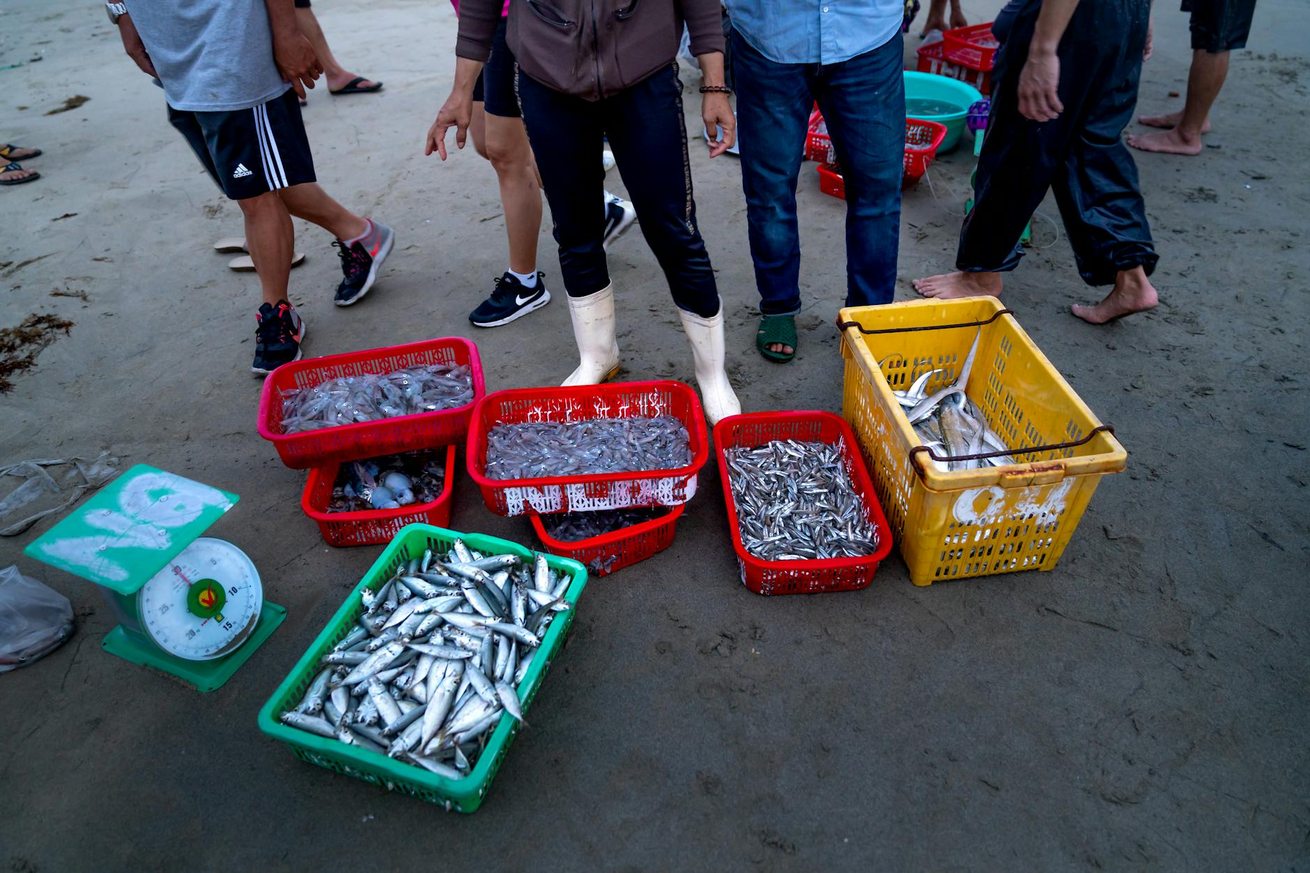 A group of fishermen sorting freshly caught fish in baskets by the seashore, captured at dawn.