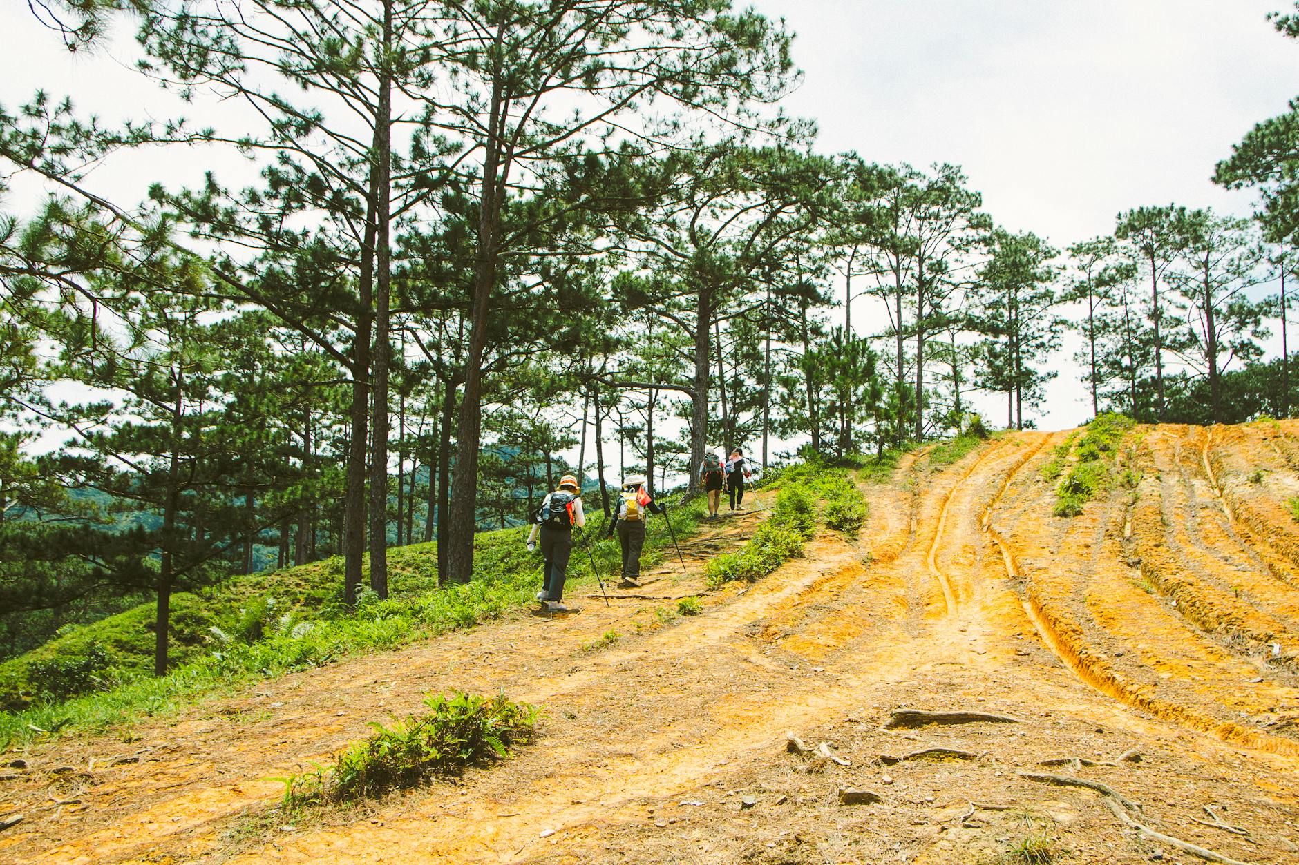 Group hiking through the lush pine forests of Lâm Đồng, Vietnam.
