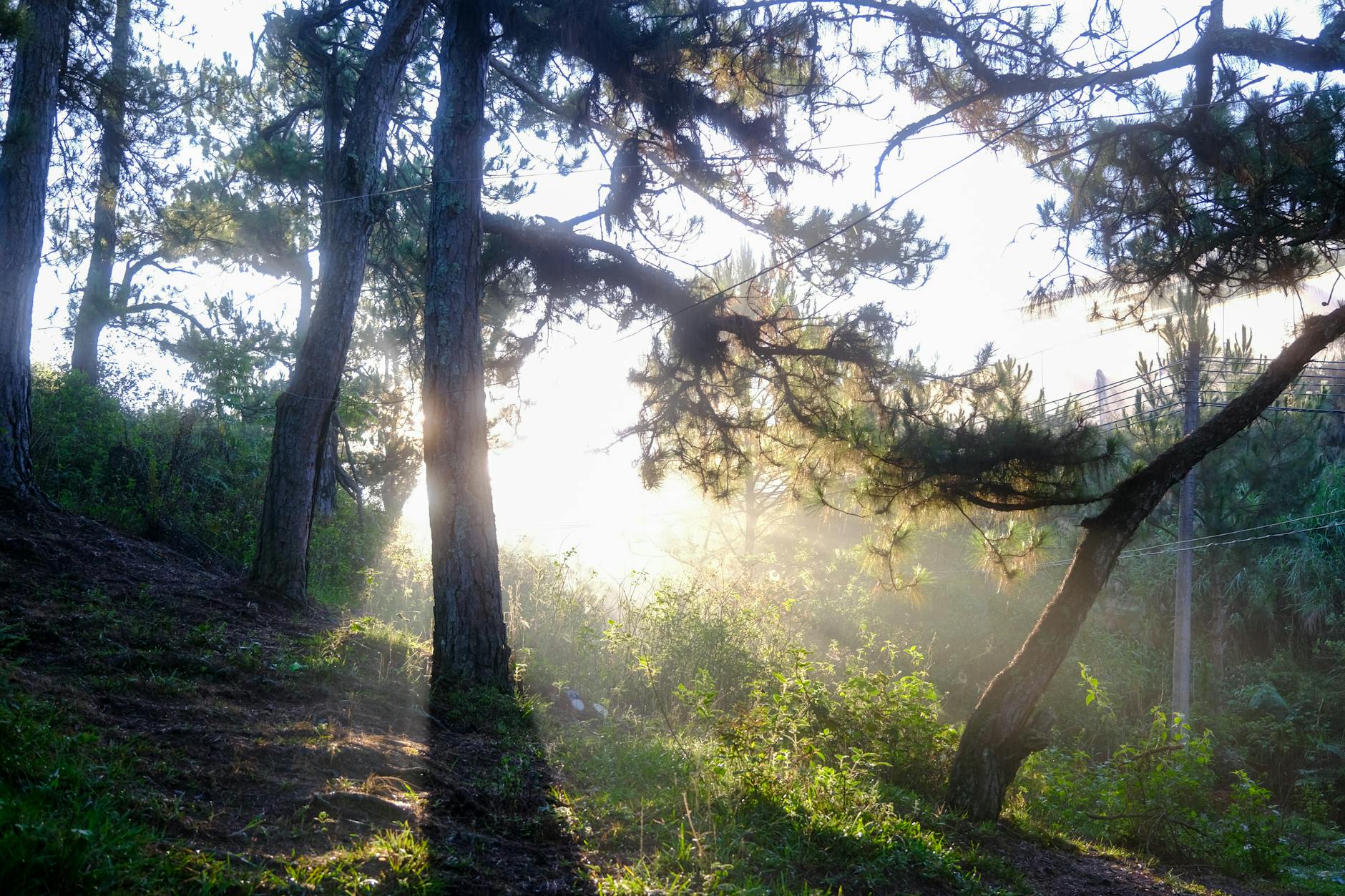Sunlight piercing through a pine forest in Dalat, Vietnam, creating a serene and magical atmosphere.