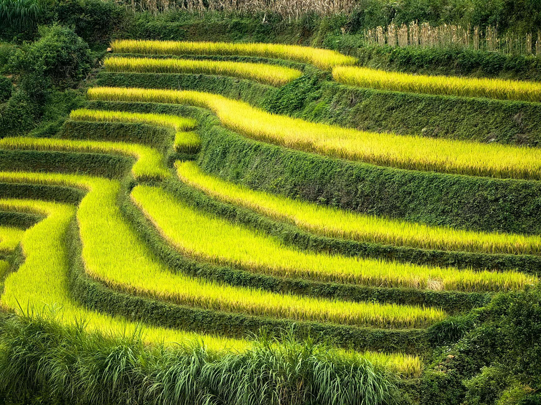 Vibrant rice terraces in Yên Bái, Vietnam showcase lush greenery.
