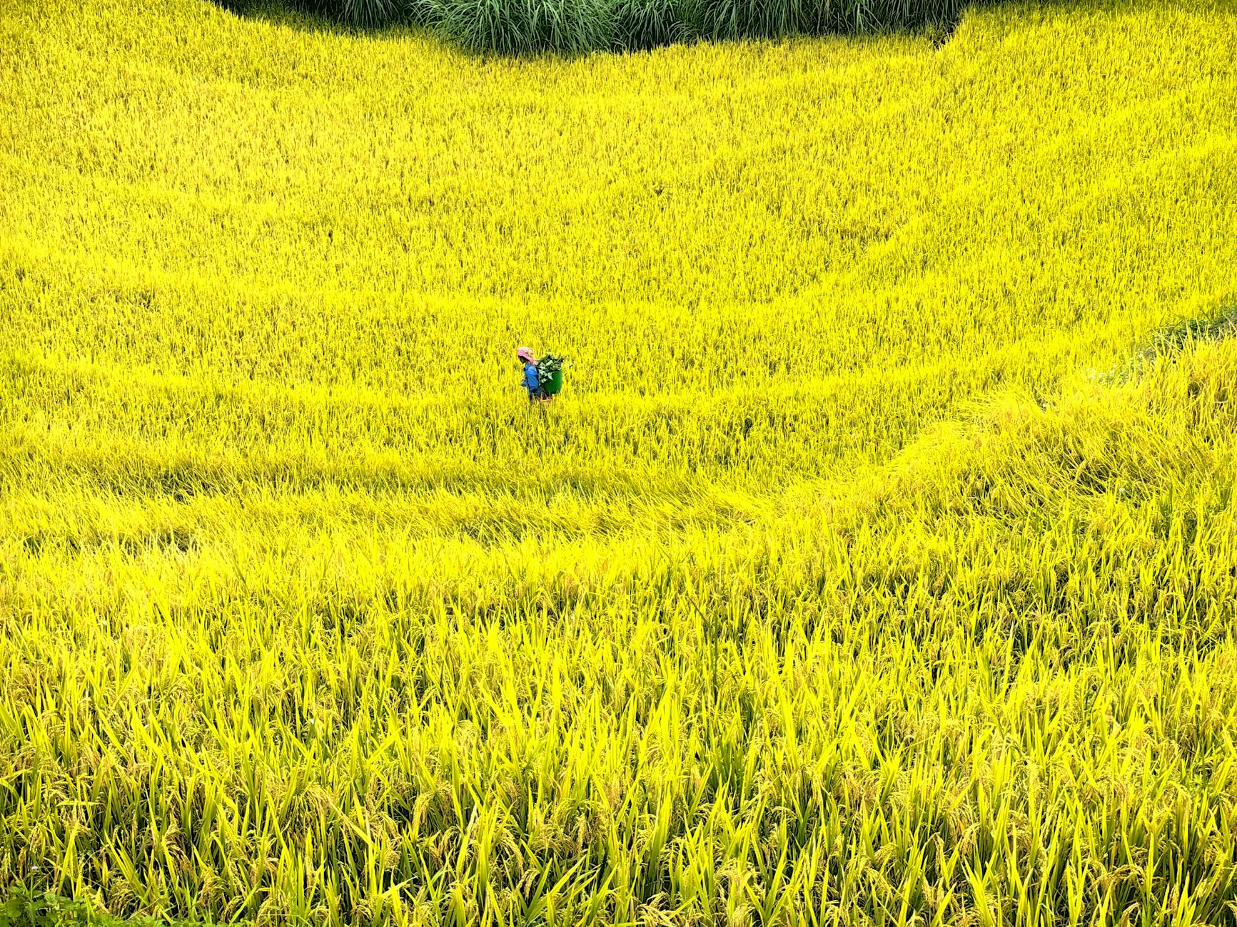 A view of vibrant yellow rice terraces in Mu Cang Chai, Vietnam. Ideal for travel and nature stock photos.
