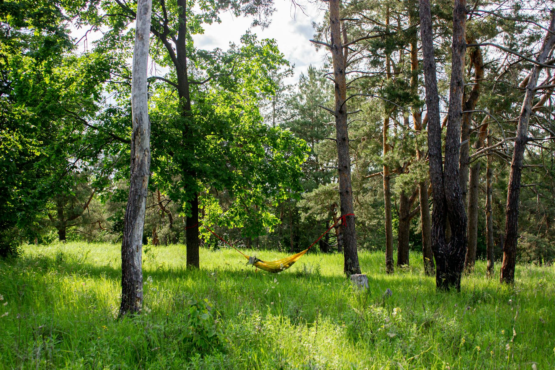 Tranquil scene of a hammock in a sunlit forest clearing, perfect for relaxation.
