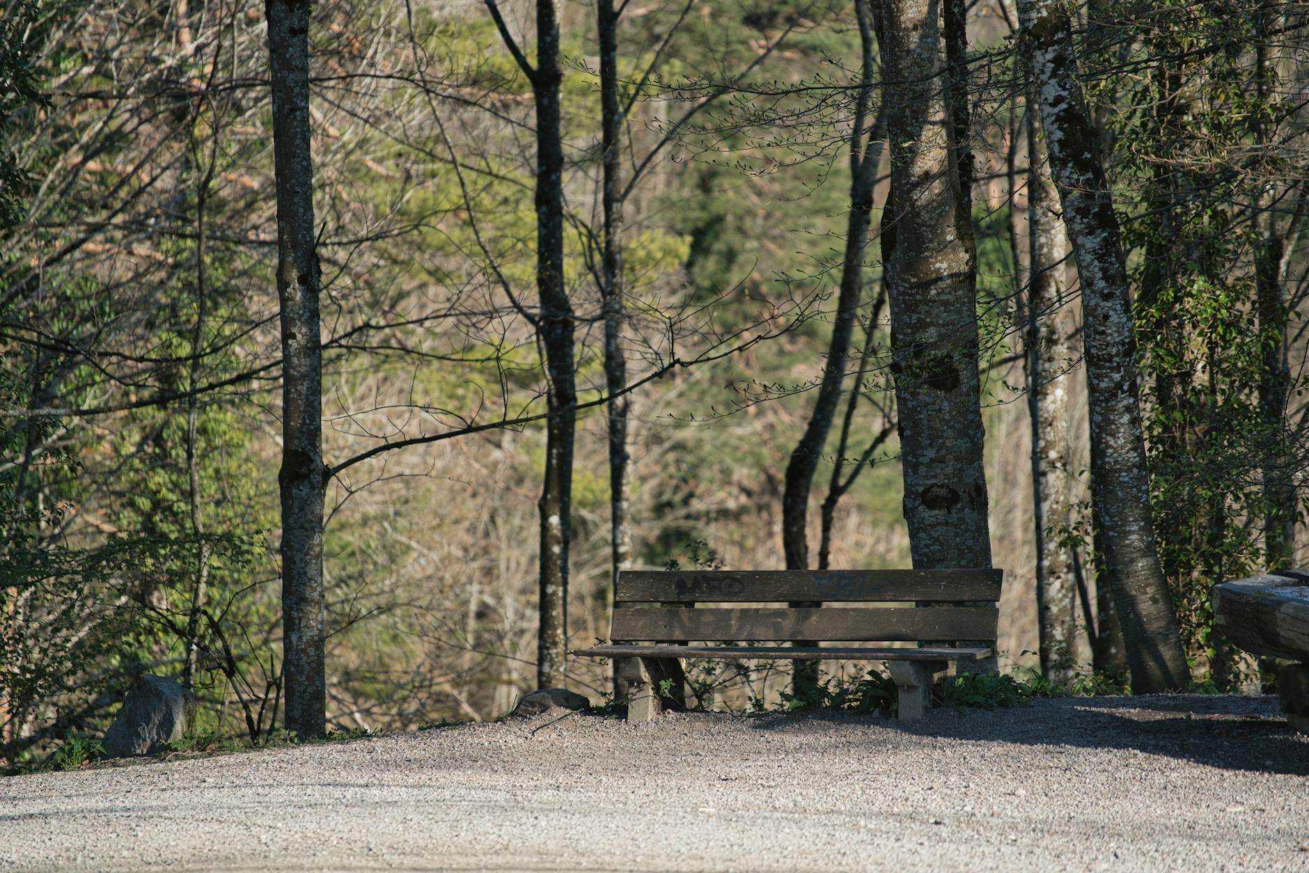 Serene forest scene featuring a wooden bench amidst tall trees, perfect for relaxation.