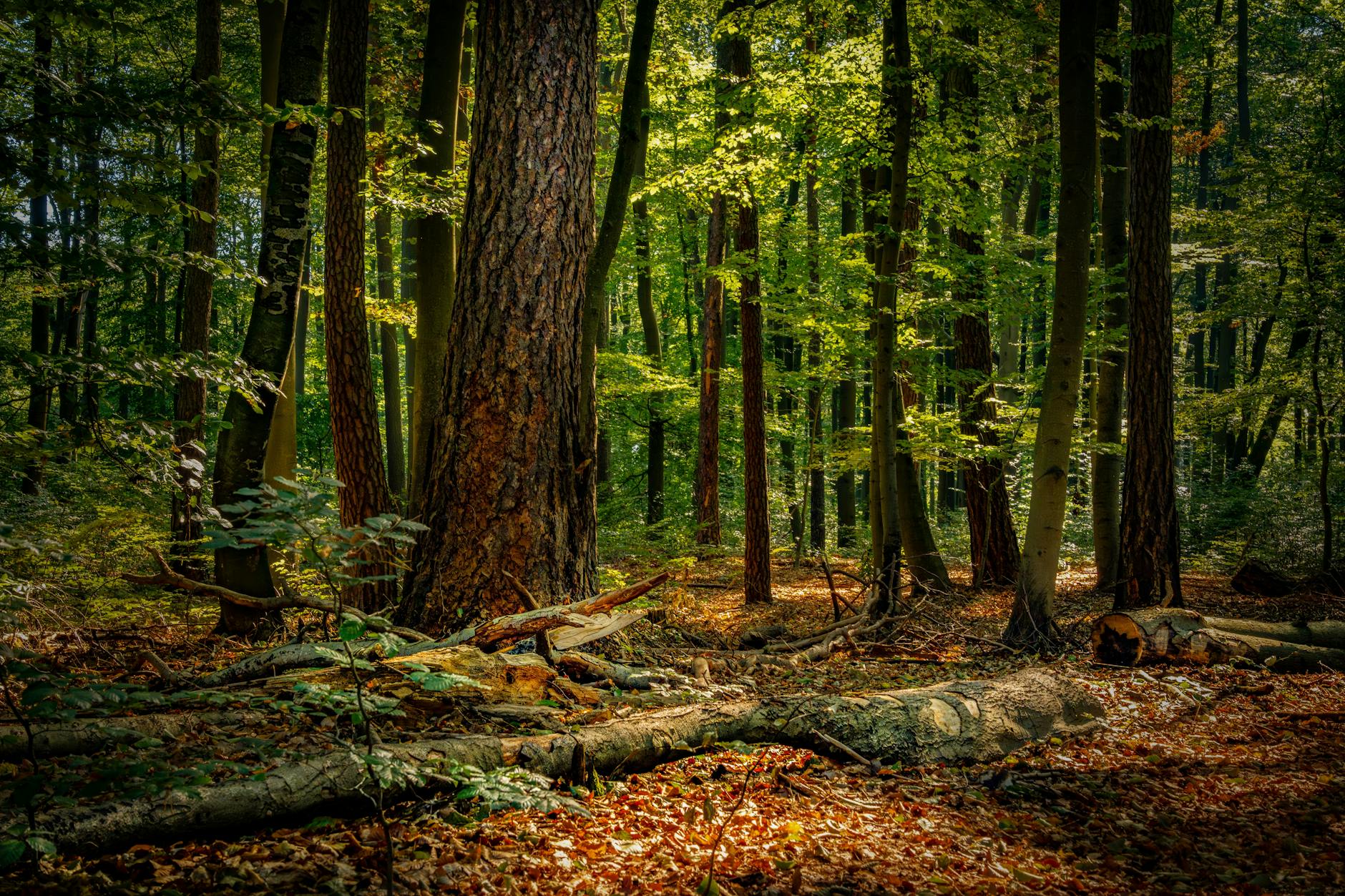 Tranquil forest with sunlight filtering through trees, highlighting the serene woodland floor.