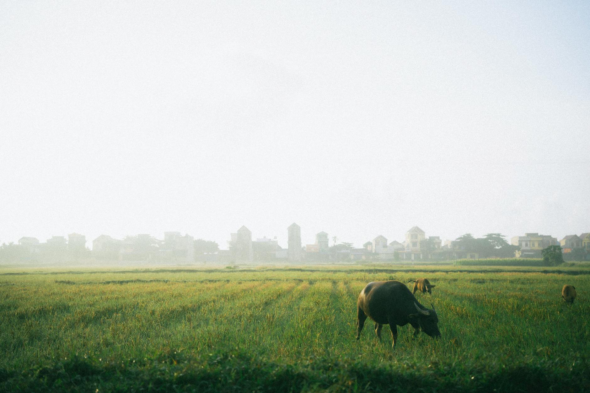 Về quê một chuyến, sáng nào cũng nghe được tiếng chim hót