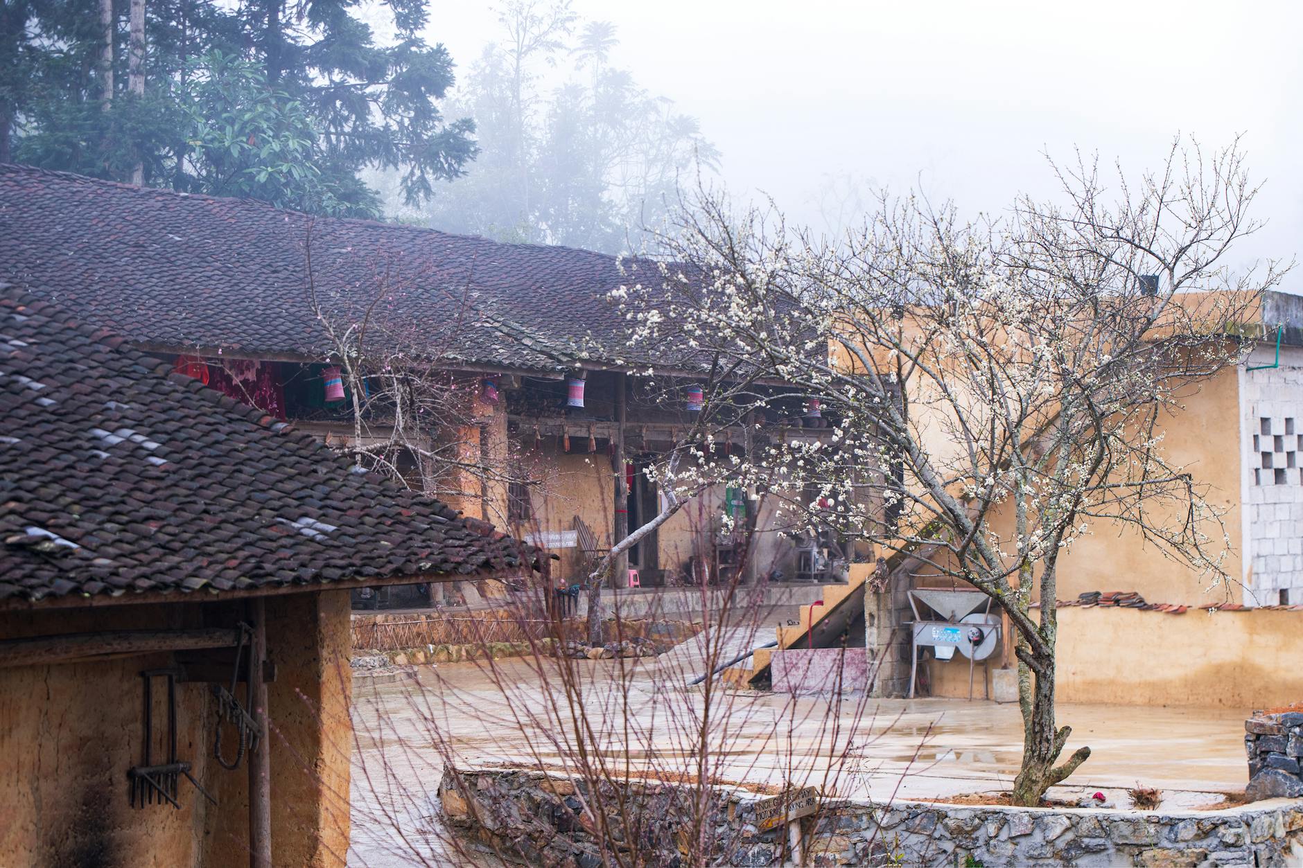 A serene courtyard featuring a blossoming tree and rustic buildings on a foggy day.