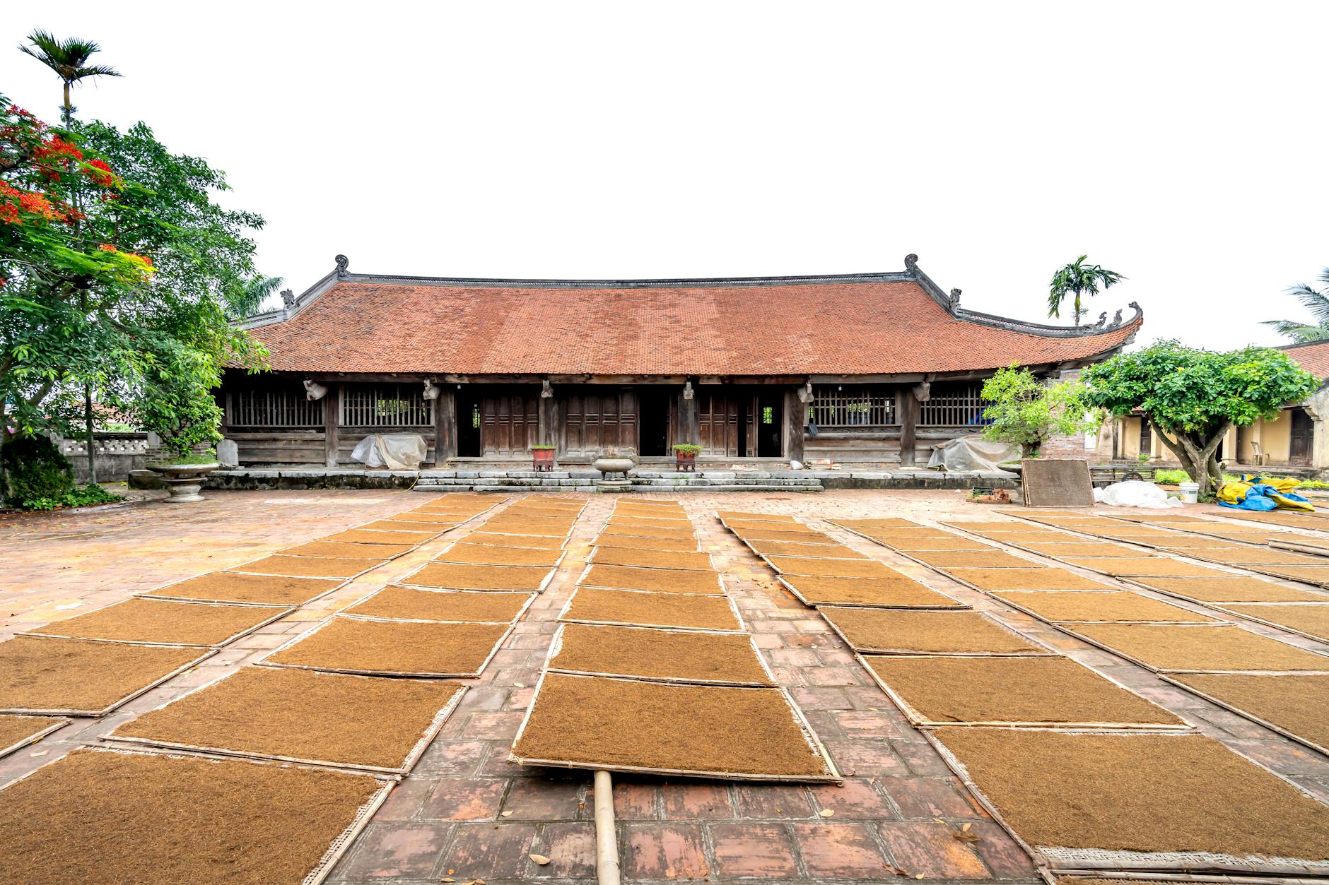 Abundance of leaves of tea drying on paved walkway against traditional oriental house in rural area with trees on summer day