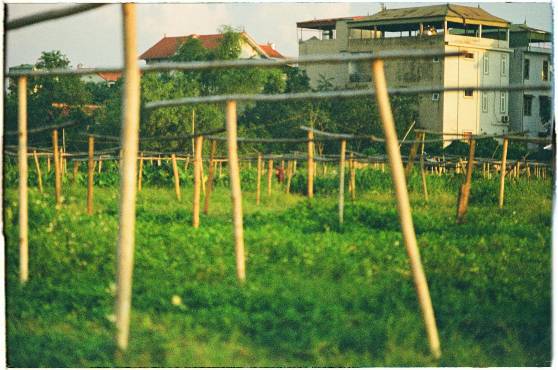 Idyllic rural fields with bamboo structures near Vietnamese village houses.