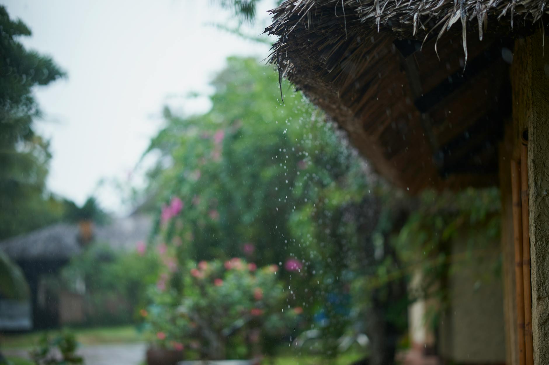 Rain falls from a thatched roof, blurring the vibrant garden background.