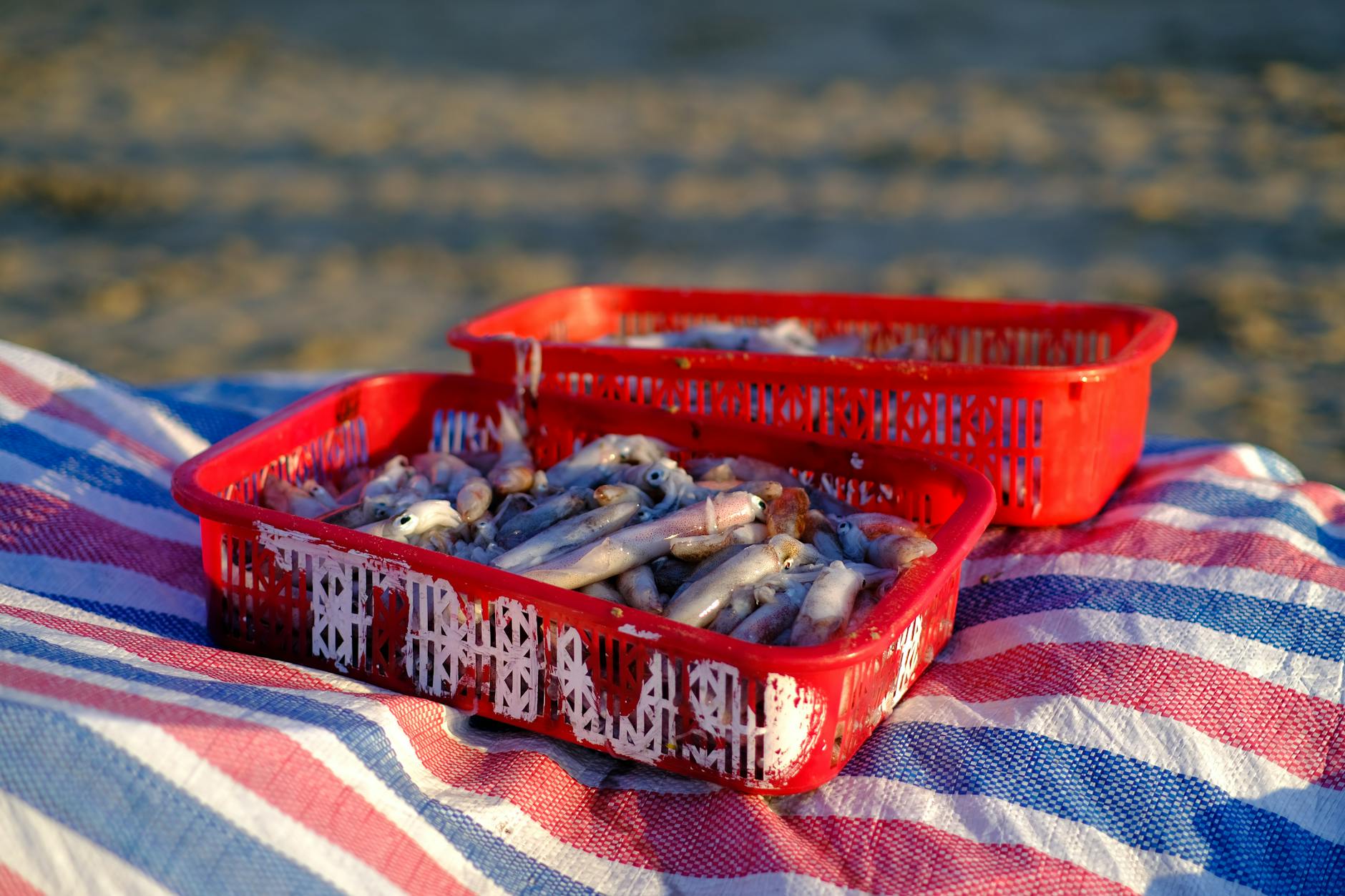 Red baskets filled with freshly caught squid on the beach at sunrise in Da Nang, Vietnam.
