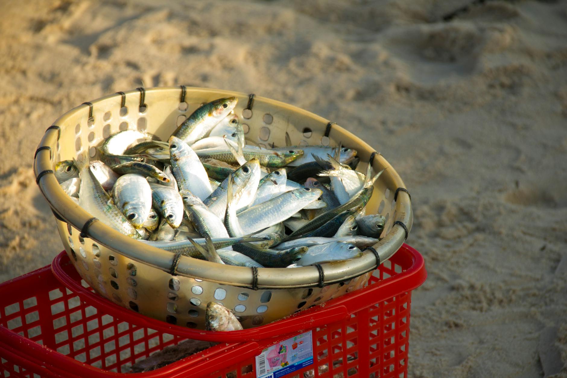 Close-up of a basket filled with freshly caught fish on sandy beach in Bình Thuận, Vietnam.