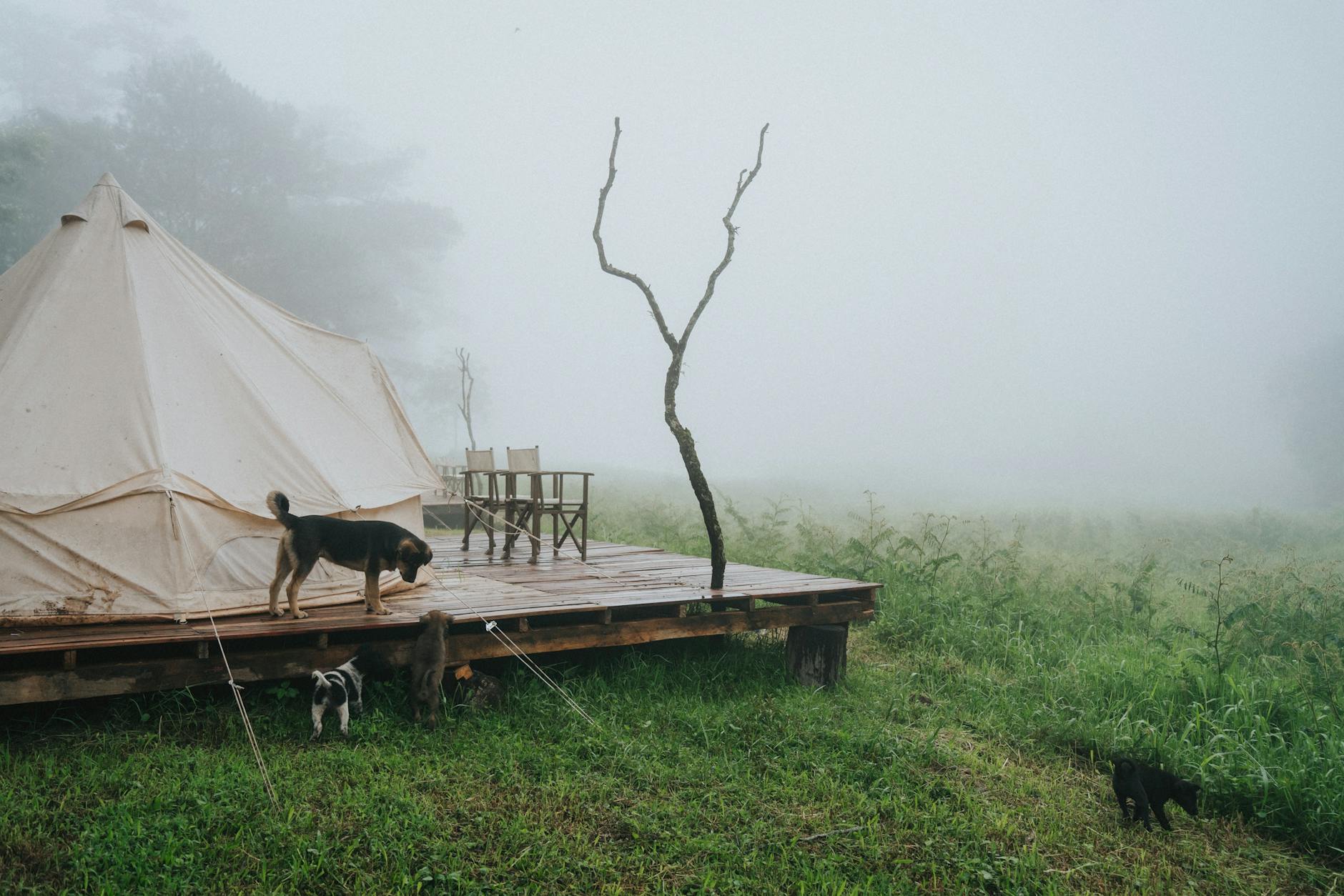 Misty morning campsite with a tent, dogs, and wooden deck in Đà Lạt, Vietnam.
