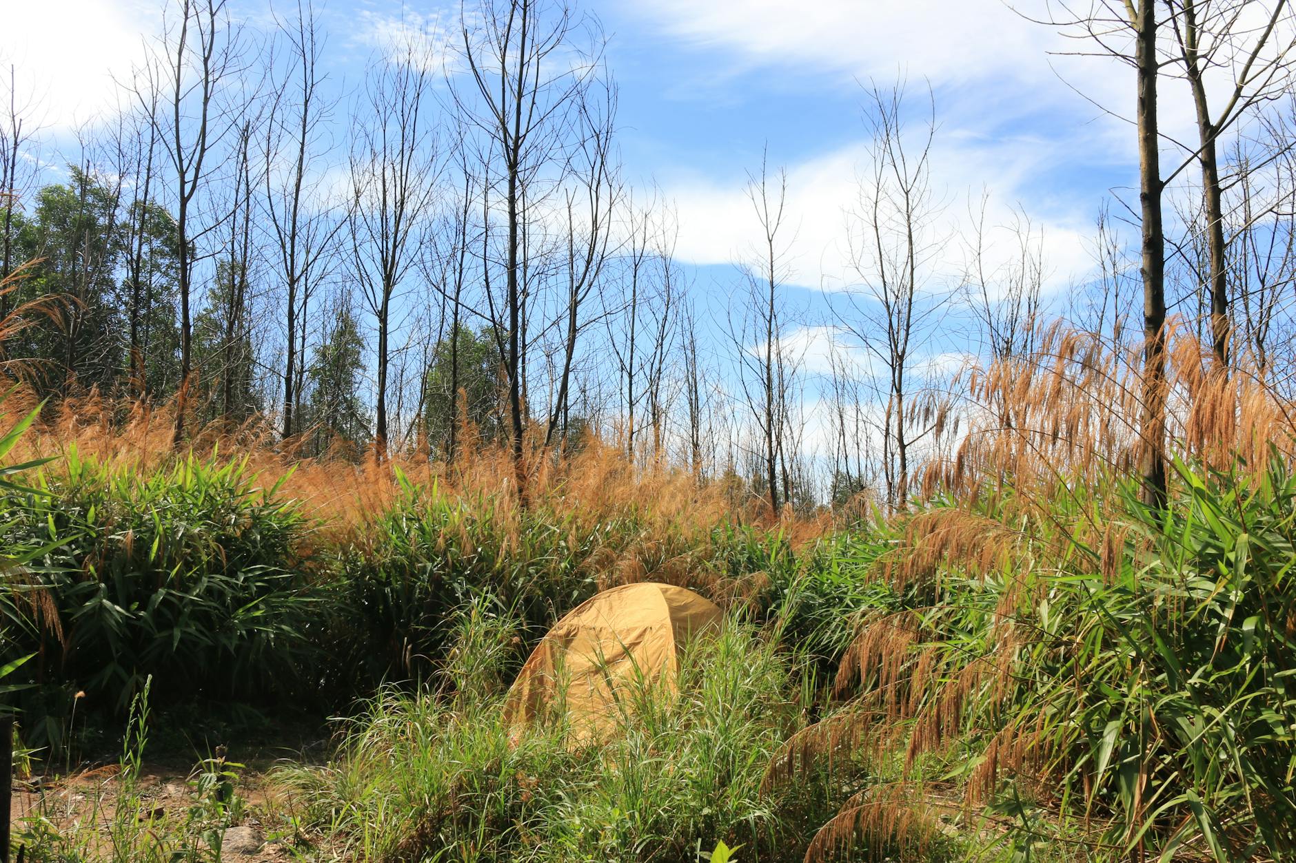 A tranquil camping spot amidst lush vegetation and clear skies in Vietnam.