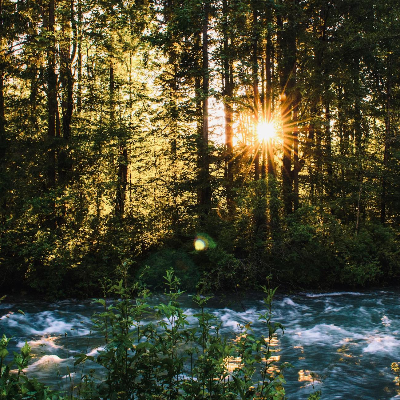 Sunlit forest scene with river, showcasing beautiful natural landscape and warm autumn colors.