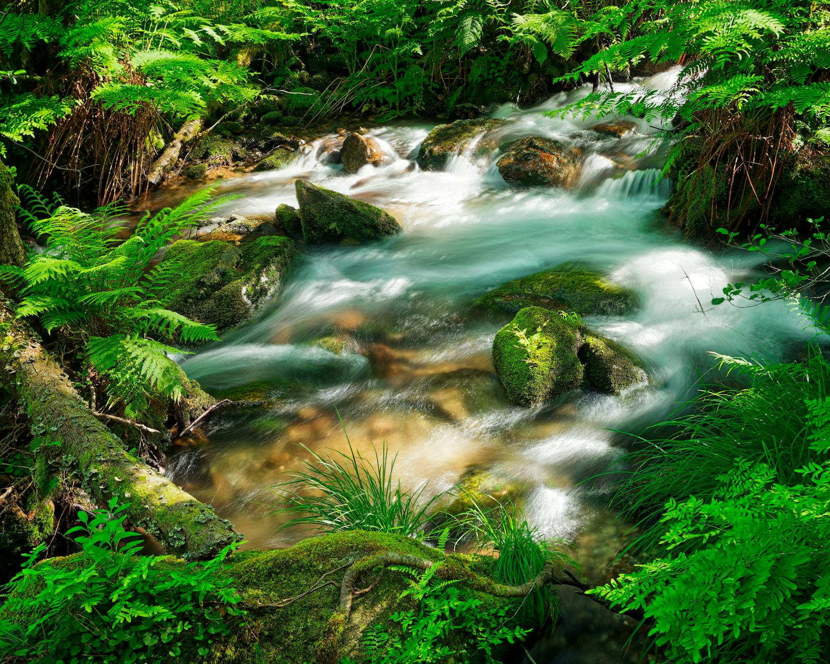 A serene forest stream flowing over mossy rocks, surrounded by vibrant green foliage.