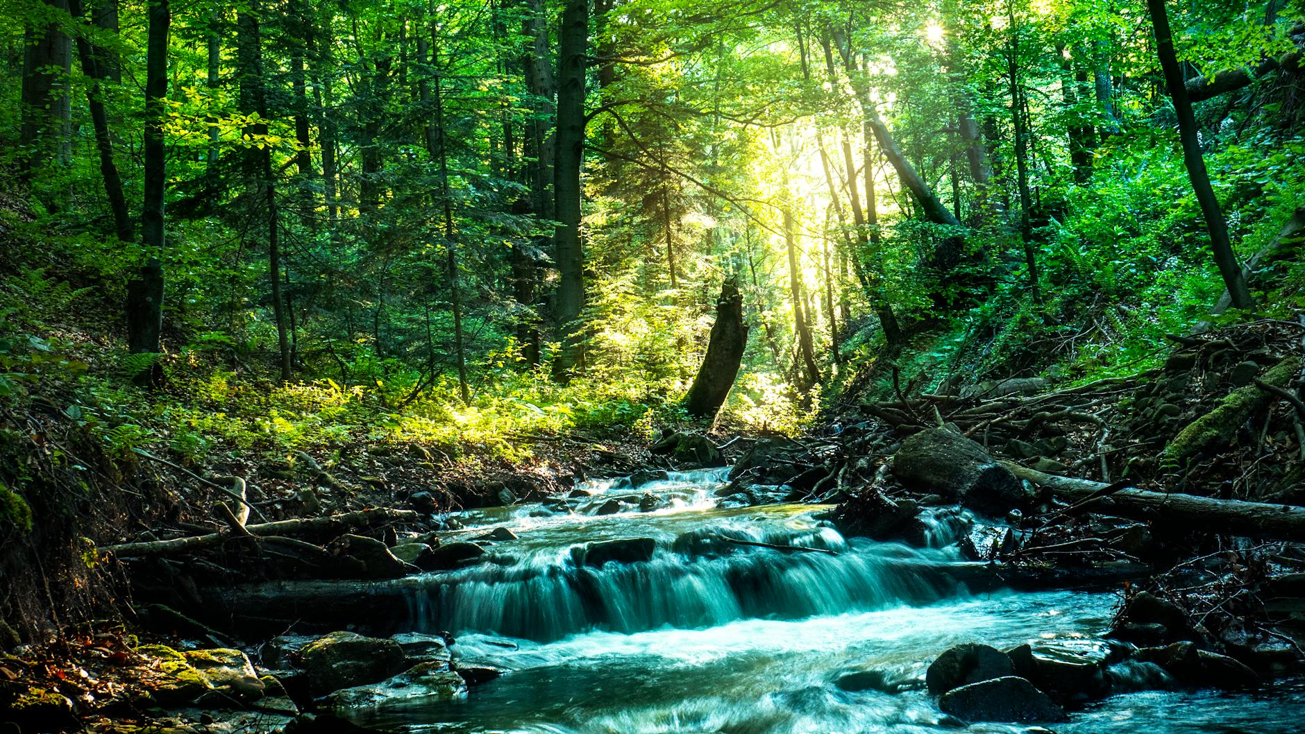 Peaceful forest creek in Krynica-Zdrój, Poland with summer sunlight filtering through trees.