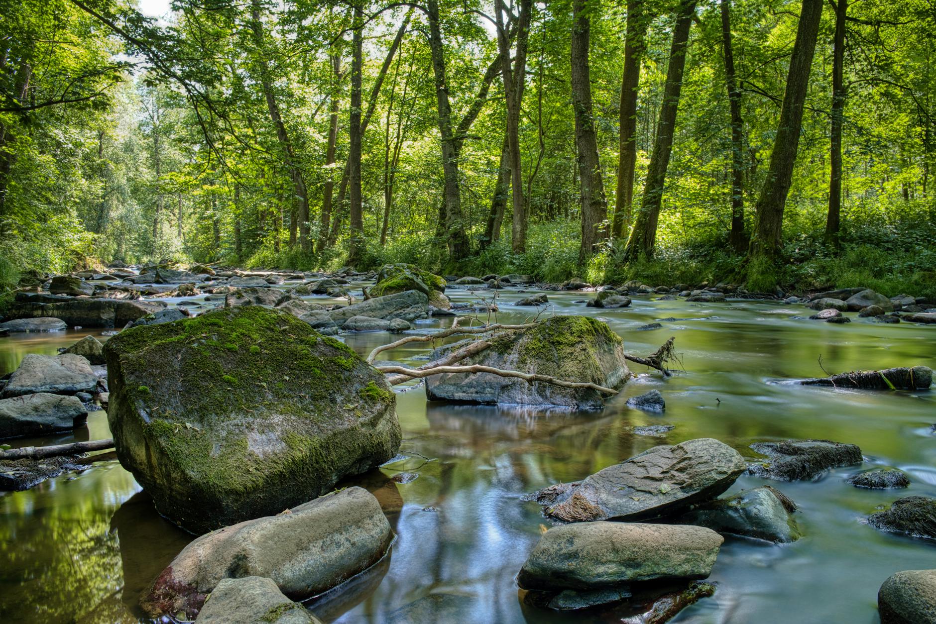 Serene forest stream with moss-covered rocks and lush greenery in Ronov nad Doubravou, Czechia. Perfect nature retreat.