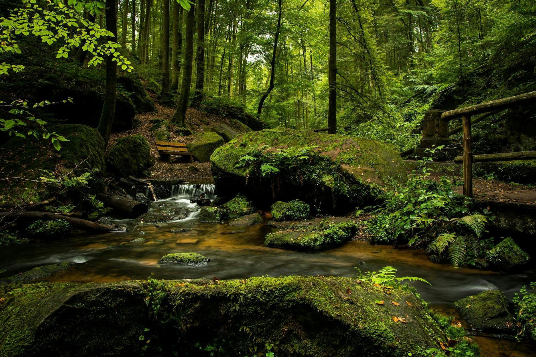 Tranquil forest stream with moss-covered rocks and lush green foliage in a serene woodland setting.